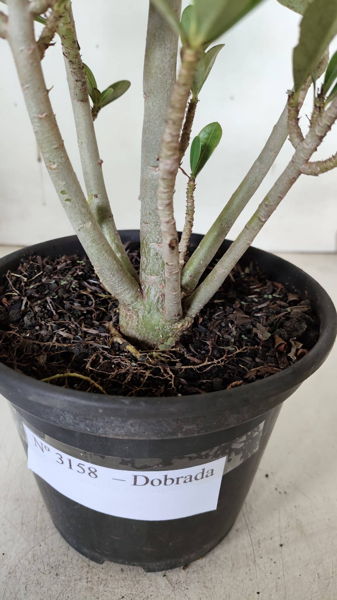 Planta Dobrada 3158 – 35cm – 03 anos