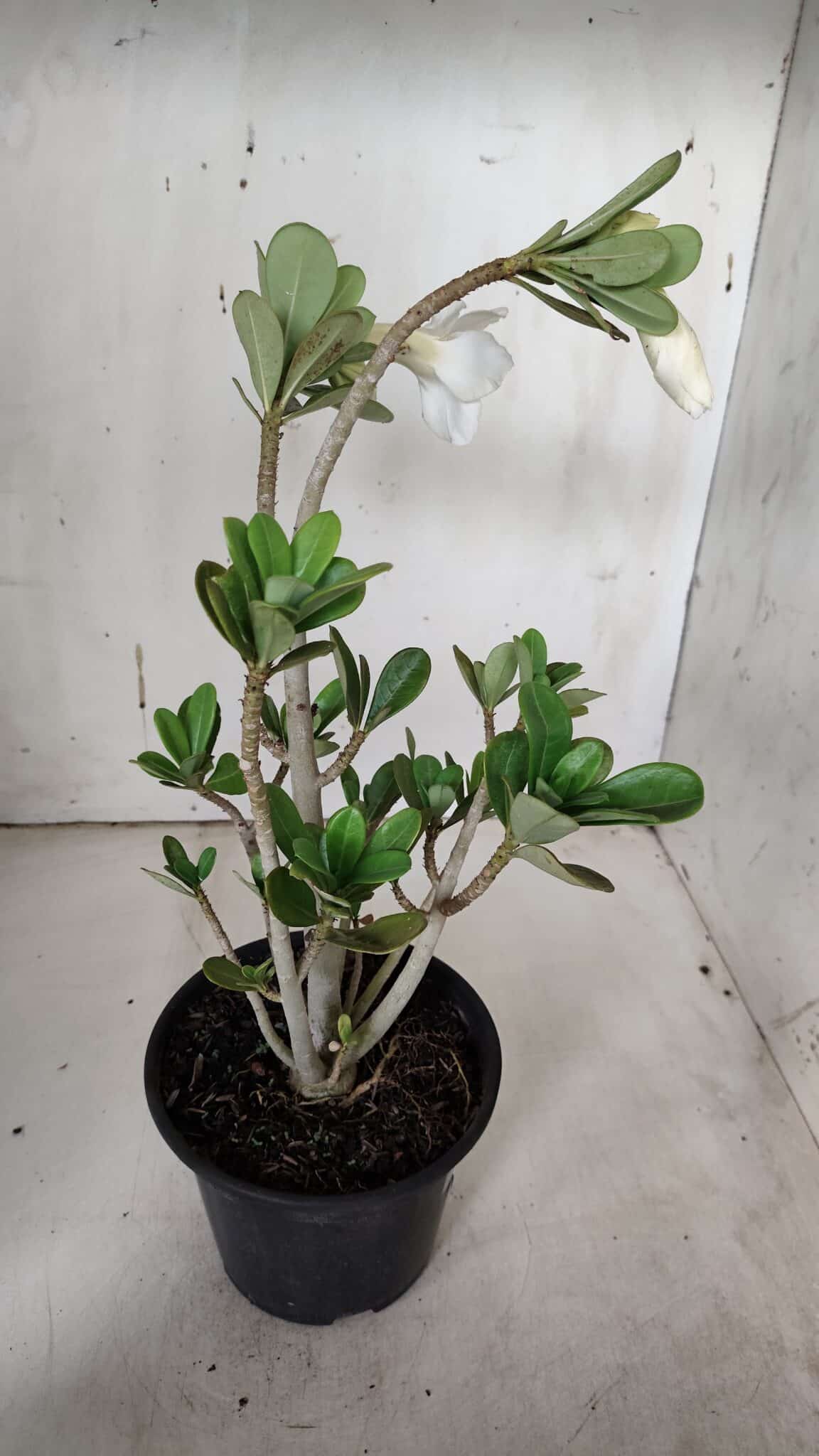Planta Dobrada 3158 – 35cm – 03 anos