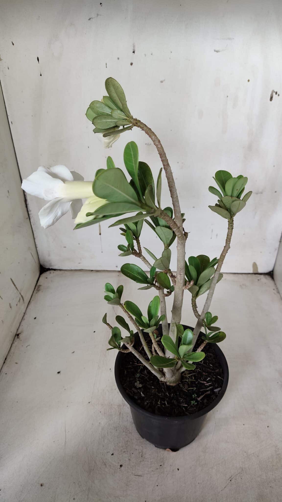 Planta Dobrada 3158 – 35cm – 03 anos