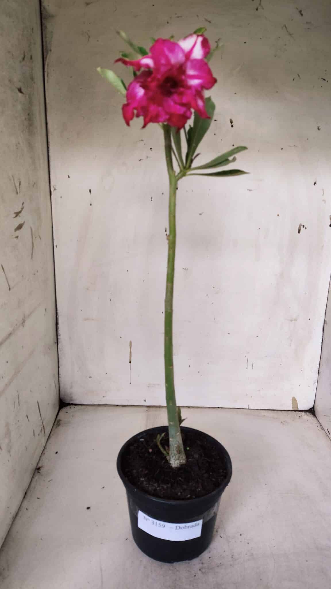 Planta Dobrada 3158 – 35cm – 02 anos