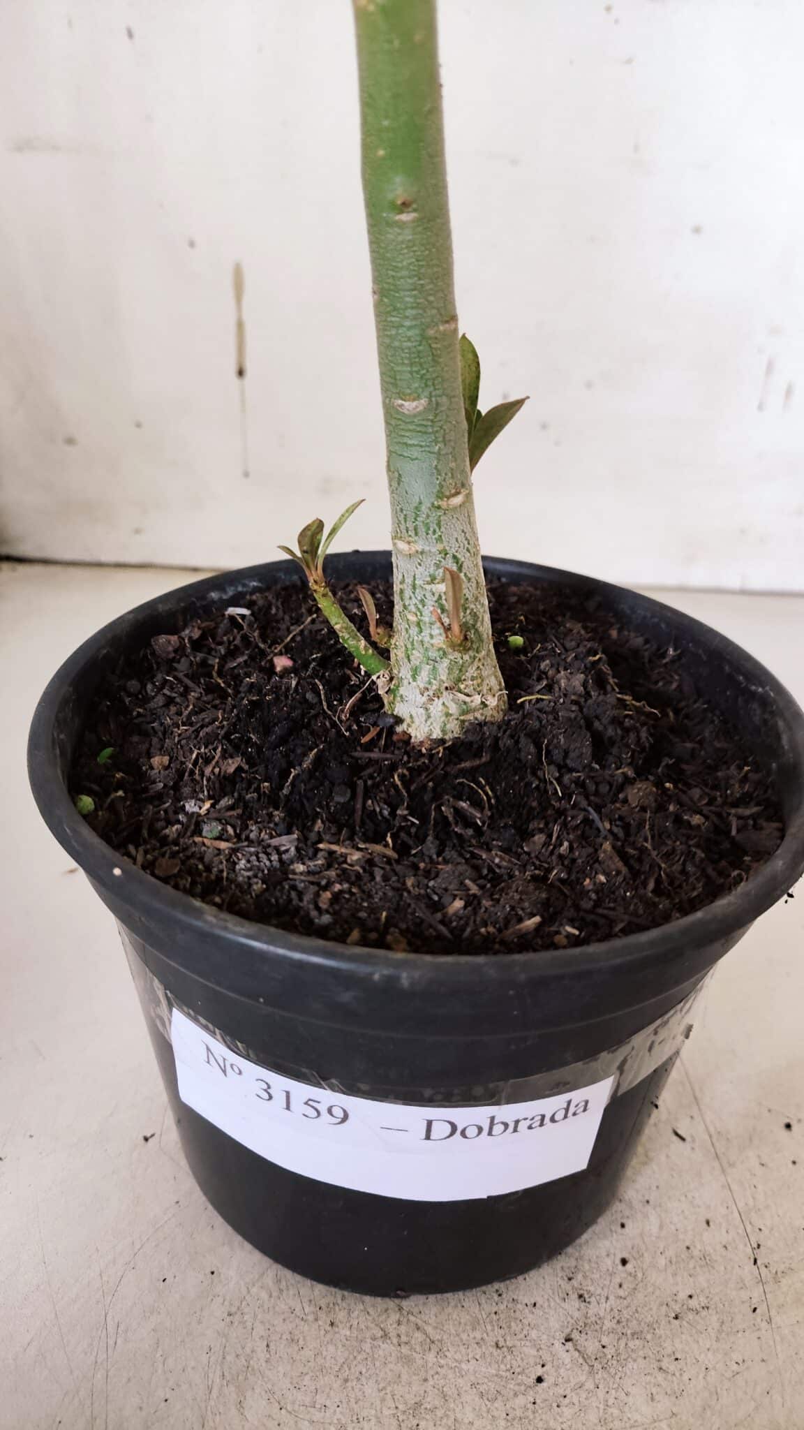 Planta Dobrada 3158 – 35cm – 02 anos