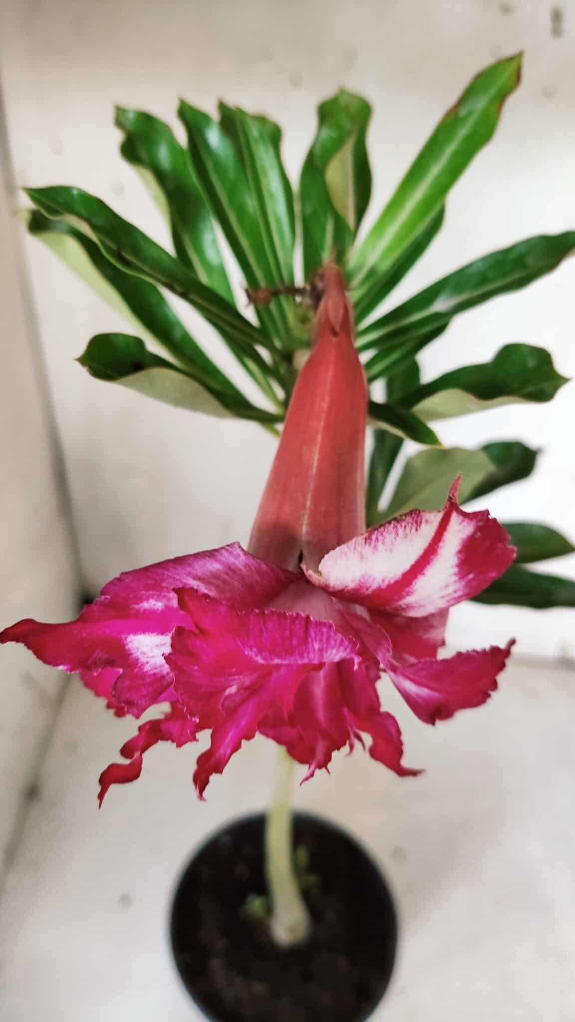 Planta Dobrada 3158 – 35cm – 02 anos