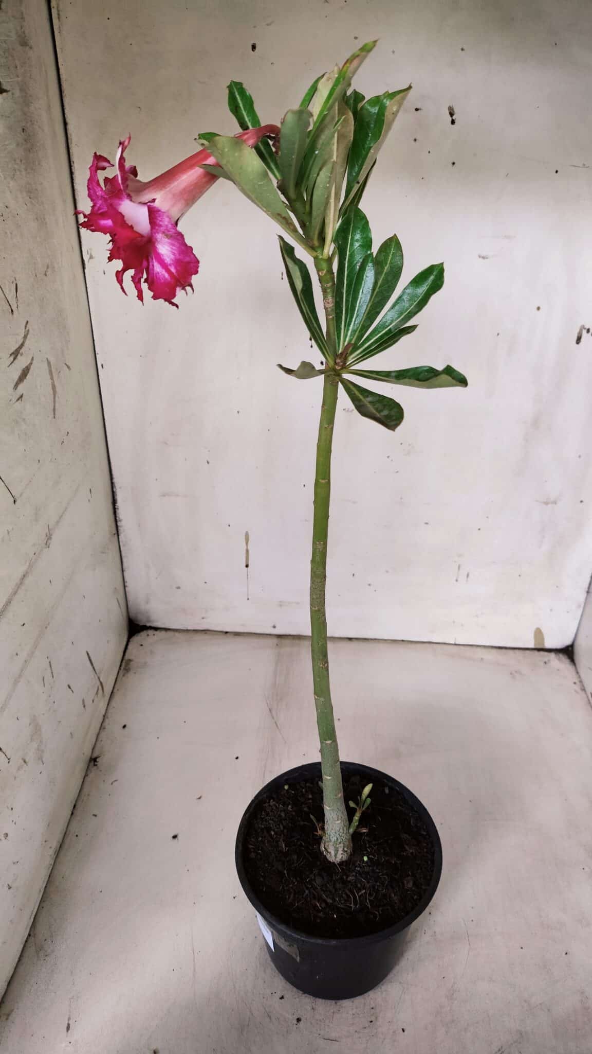 Planta Dobrada 3158 – 35cm – 02 anos