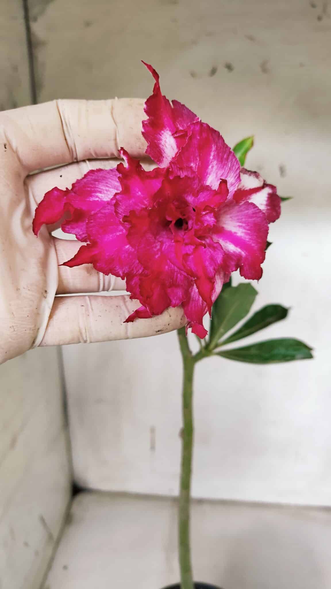 Planta Dobrada 3158 – 35cm – 02 anos