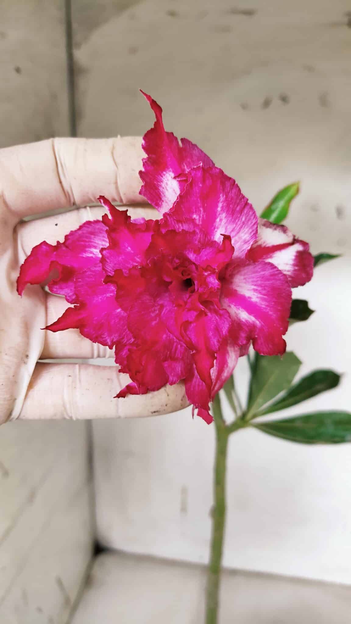 Planta Dobrada 3158 – 35cm – 02 anos