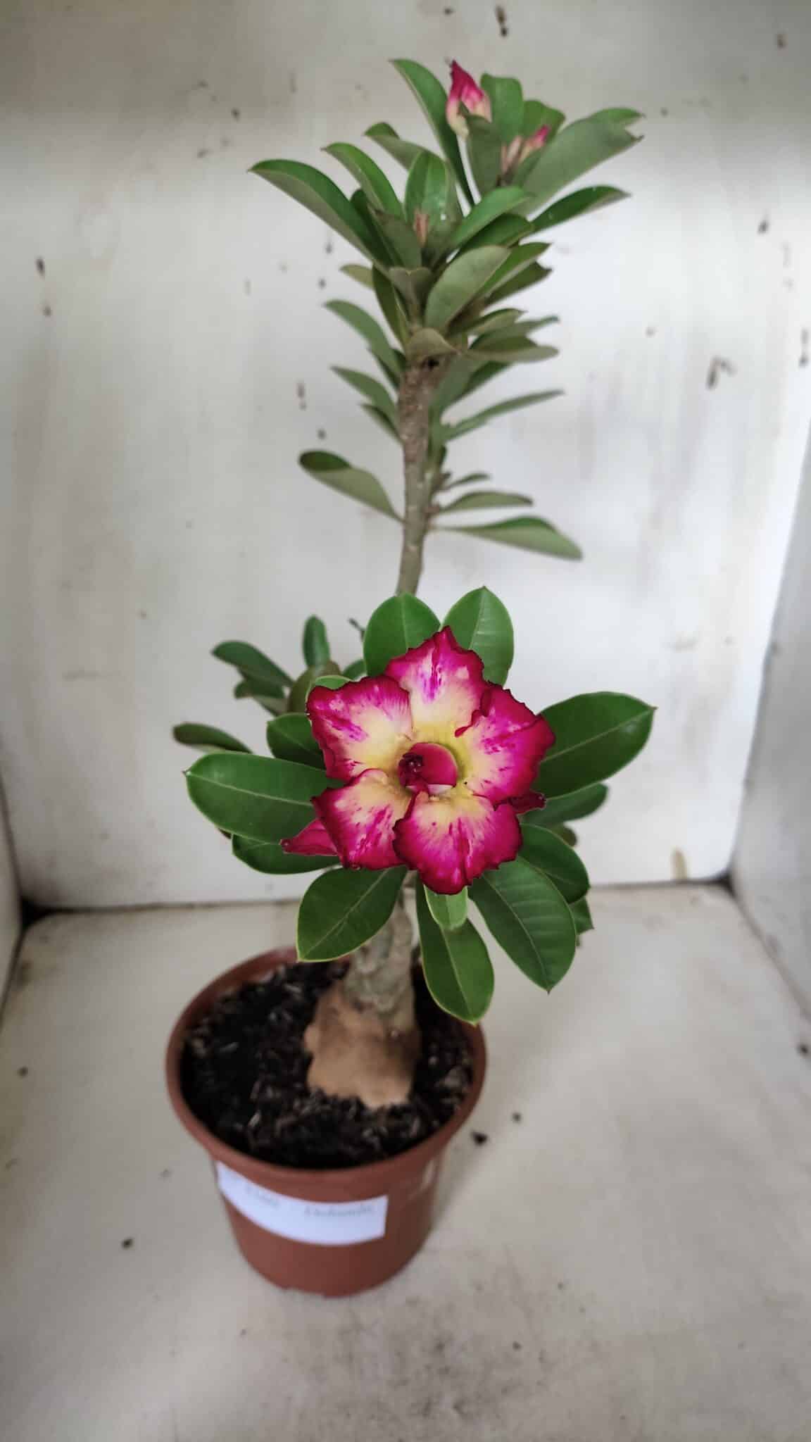 Planta Dobrada 3160 – 35cm – 03 anos