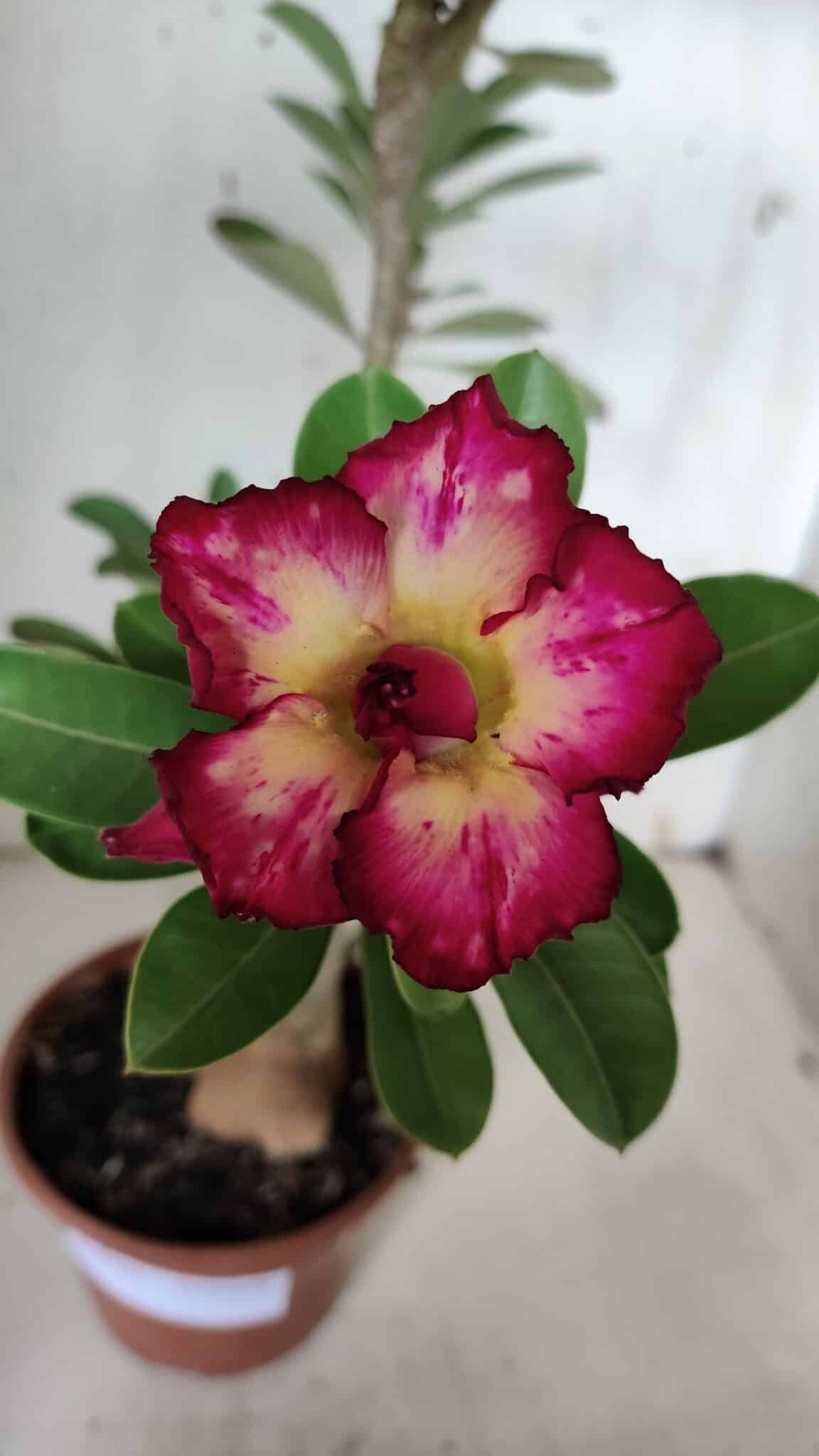Planta Dobrada 3160 – 35cm – 03 anos