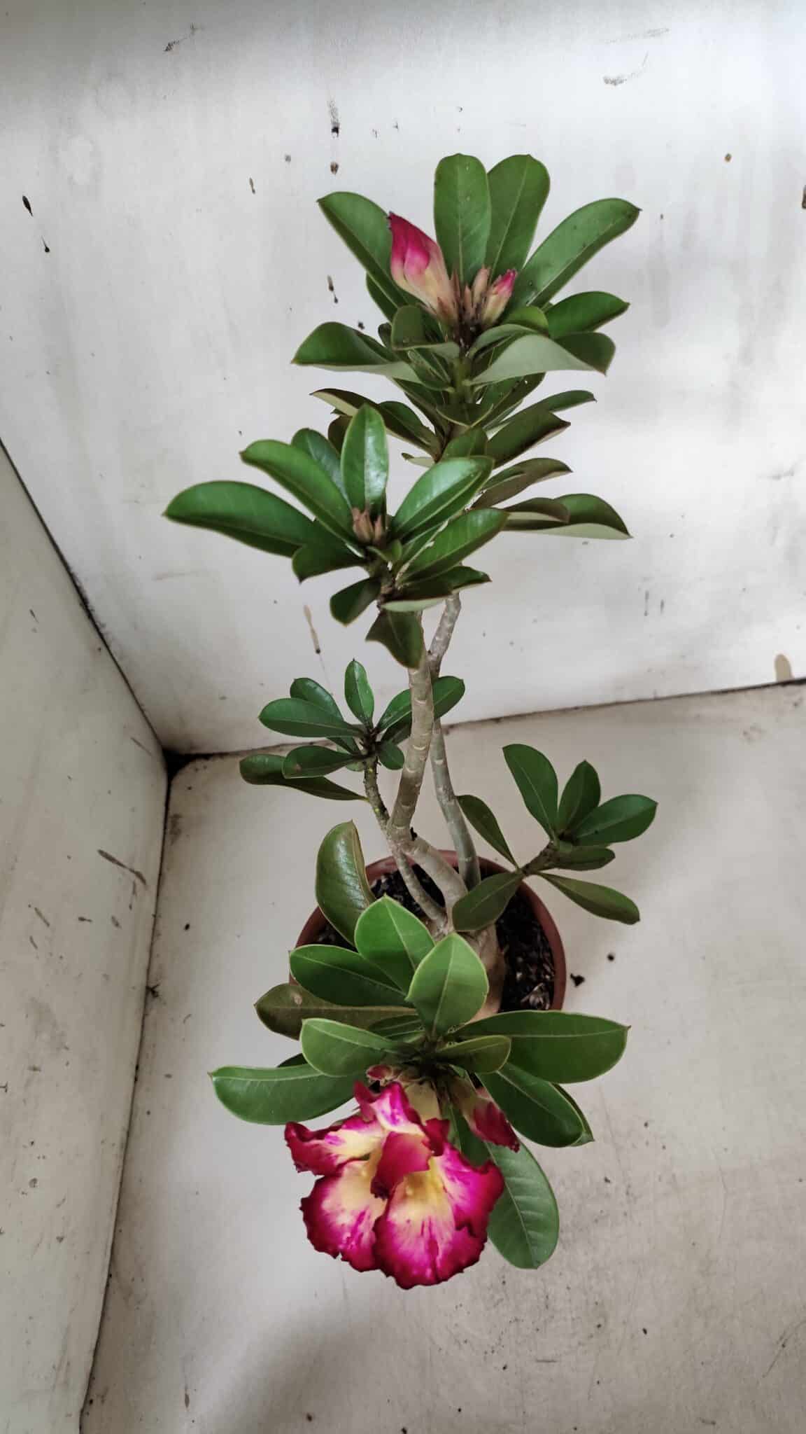 Planta Dobrada 3160 – 35cm – 03 anos