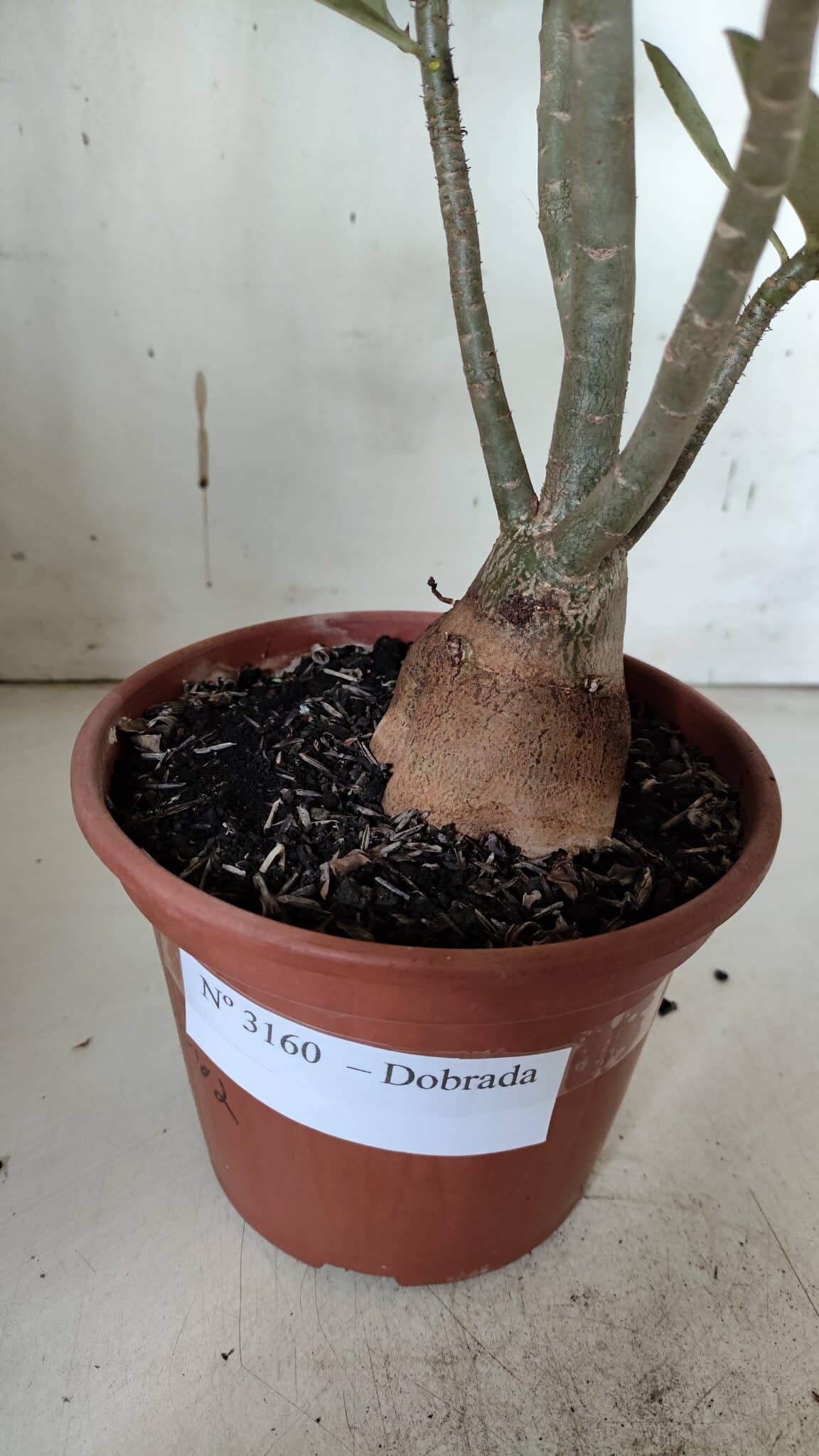Planta Dobrada 3160 – 35cm – 03 anos