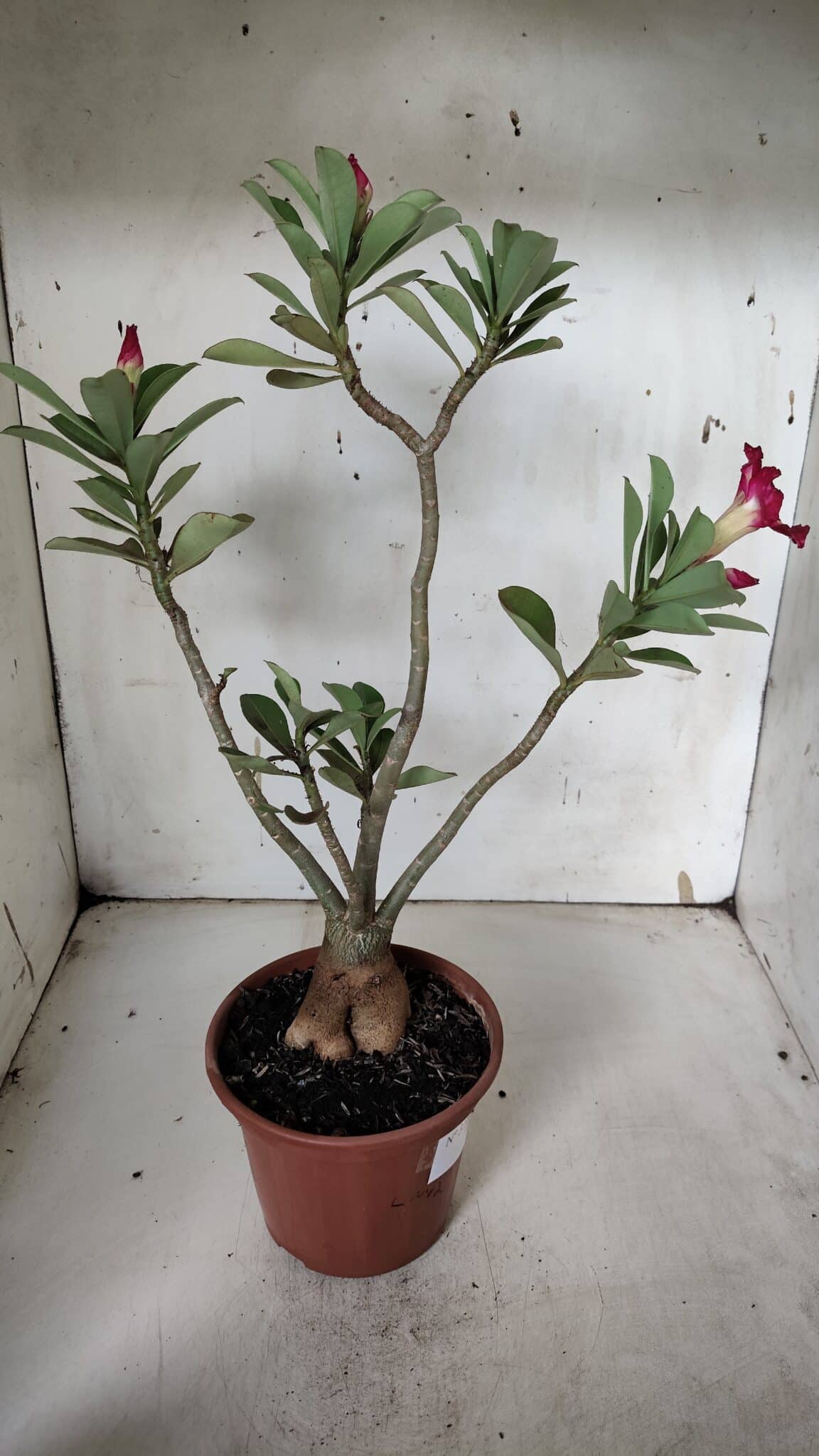 Planta Dobrada 3160 – 35cm – 03 anos