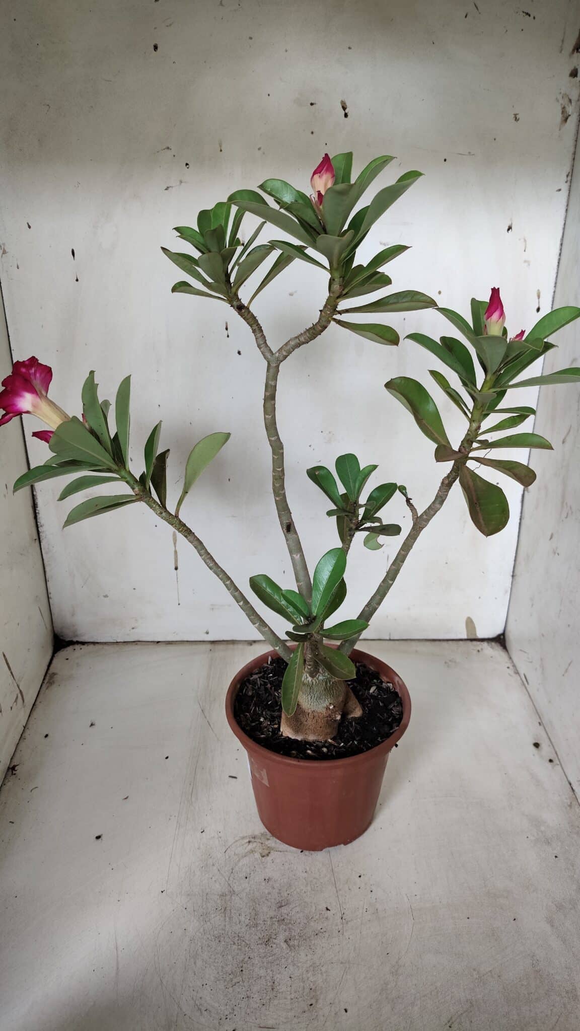 Planta Dobrada 3160 – 35cm – 03 anos