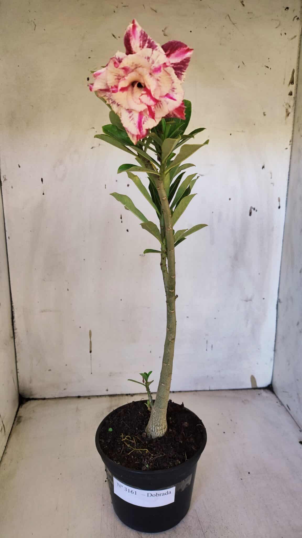 Planta Dobrada 3161 – 35cm – 03 anos