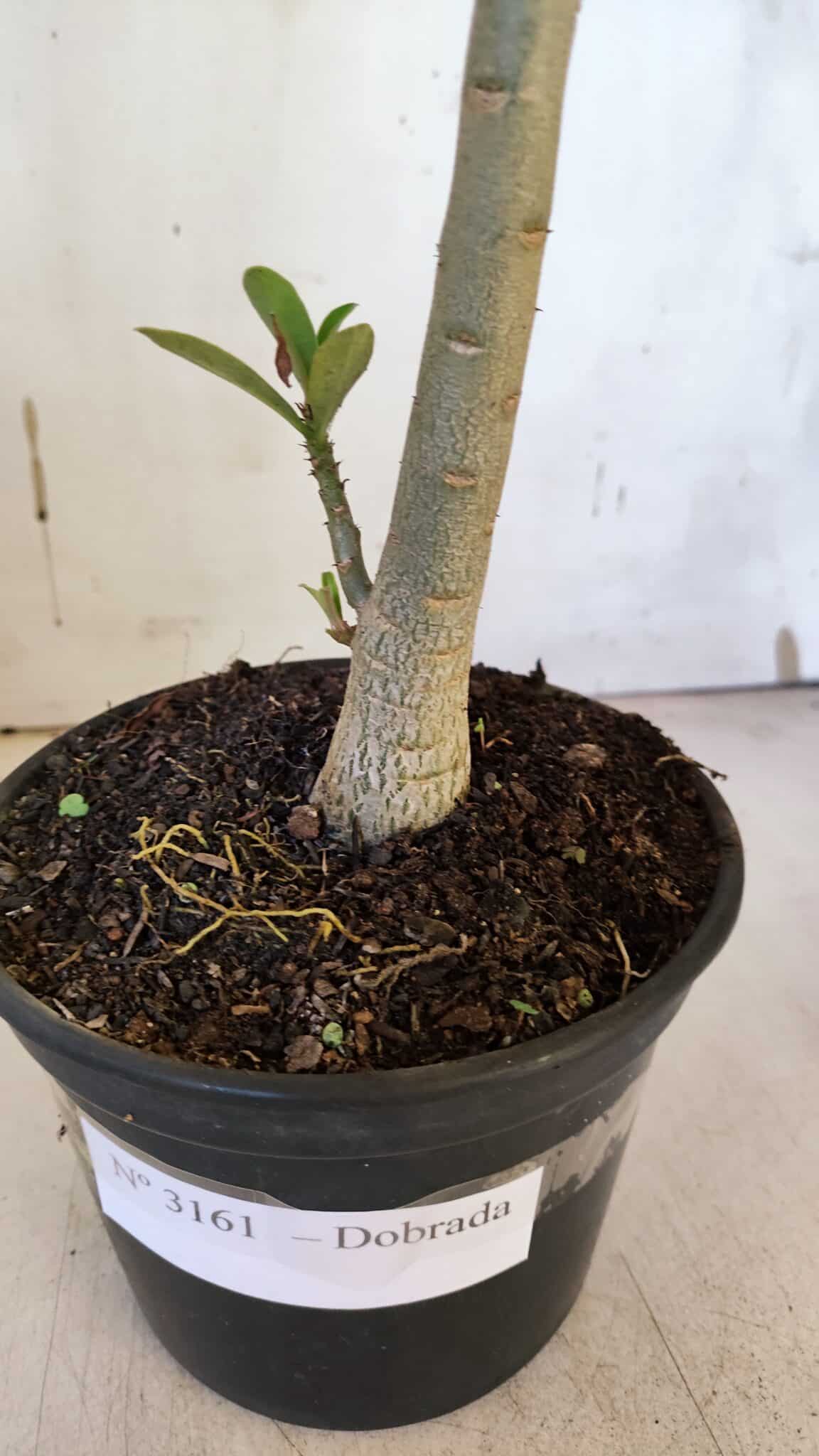 Planta Dobrada 3161 – 35cm – 03 anos