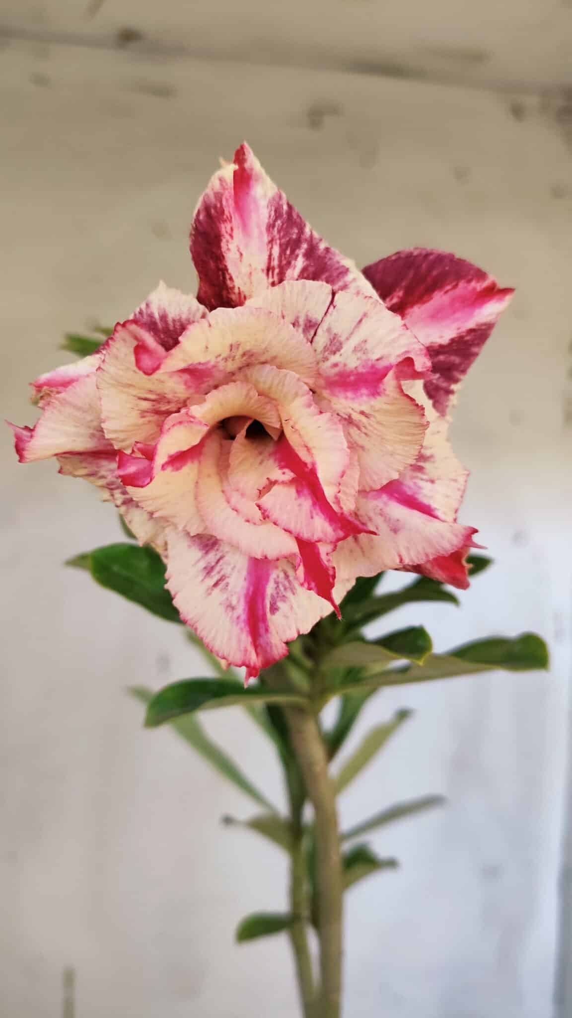 Planta Dobrada 3161 – 35cm – 03 anos