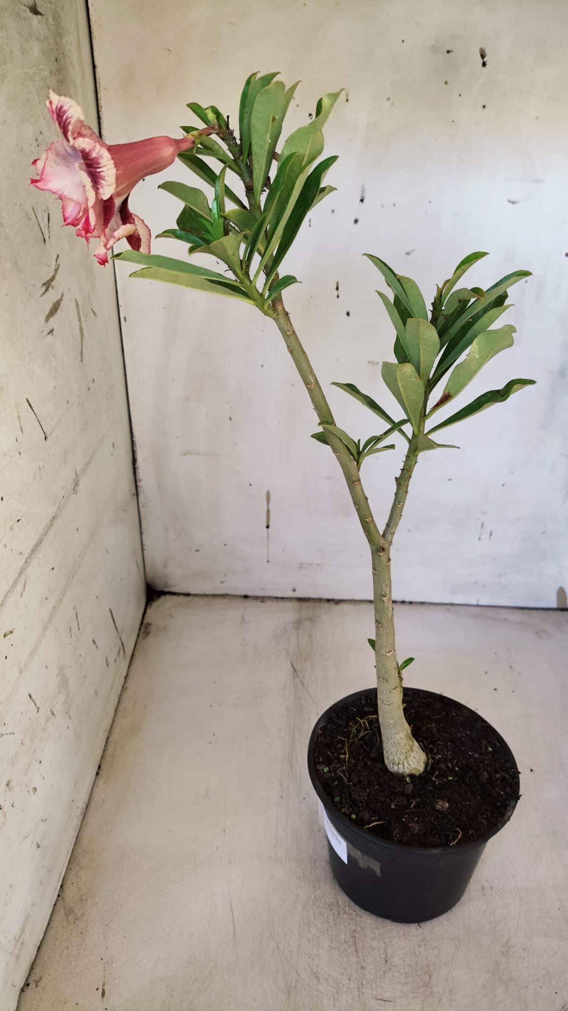 Planta Dobrada 3161 – 35cm – 03 anos