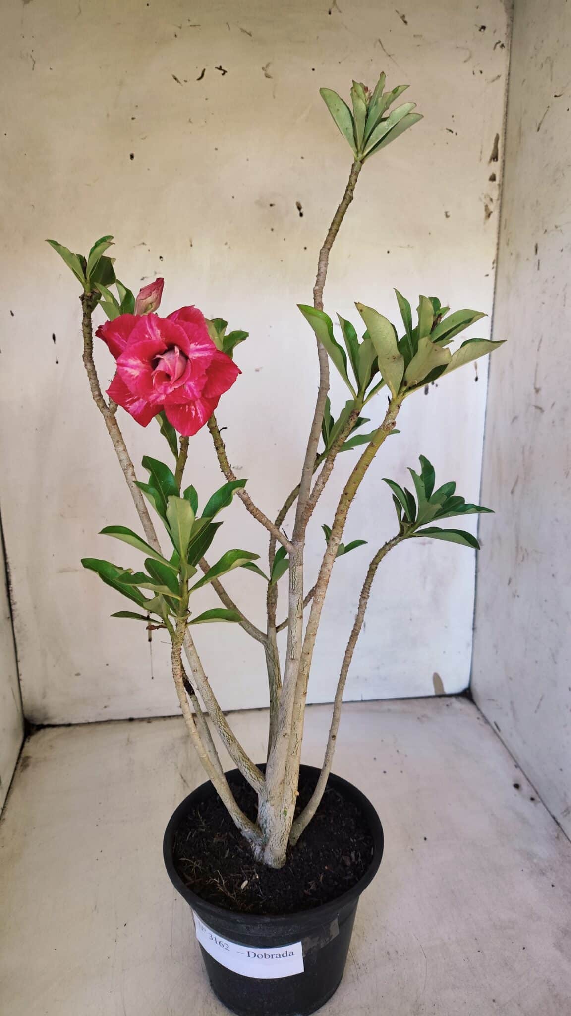 Planta Dobrada 3162 – 35cm – 03 anos