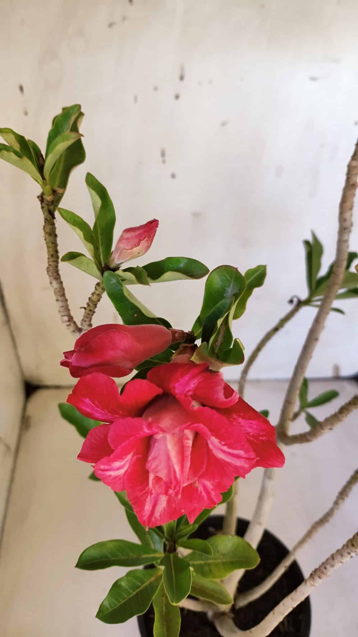 Planta Dobrada 3162 – 35cm – 03 anos