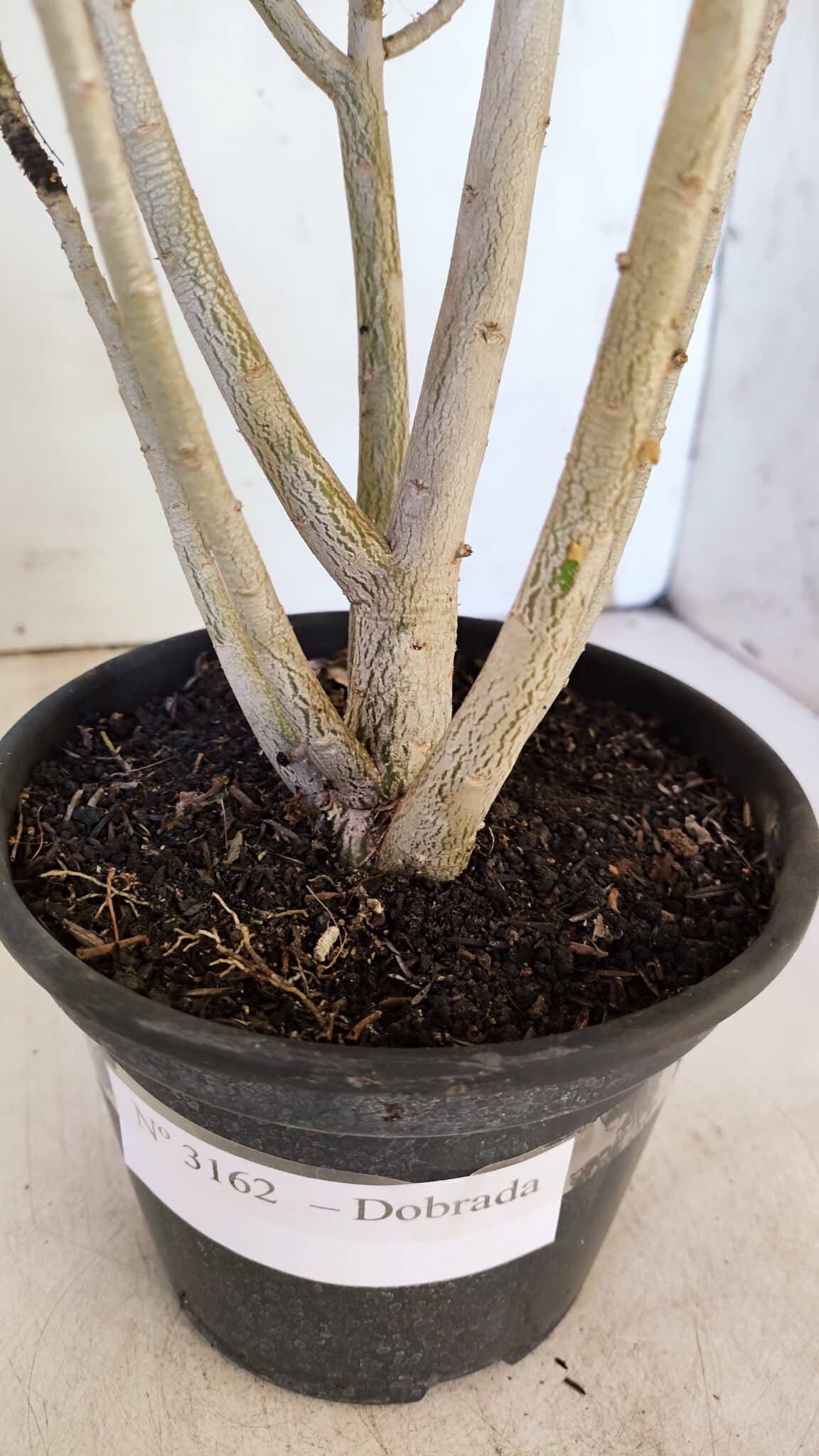 Planta Dobrada 3162 – 35cm – 03 anos