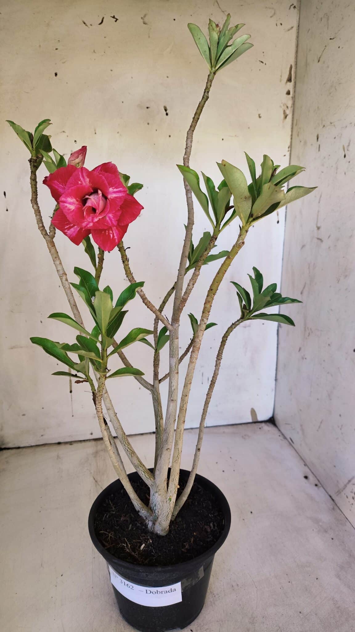 Planta Dobrada 3162 – 35cm – 03 anos