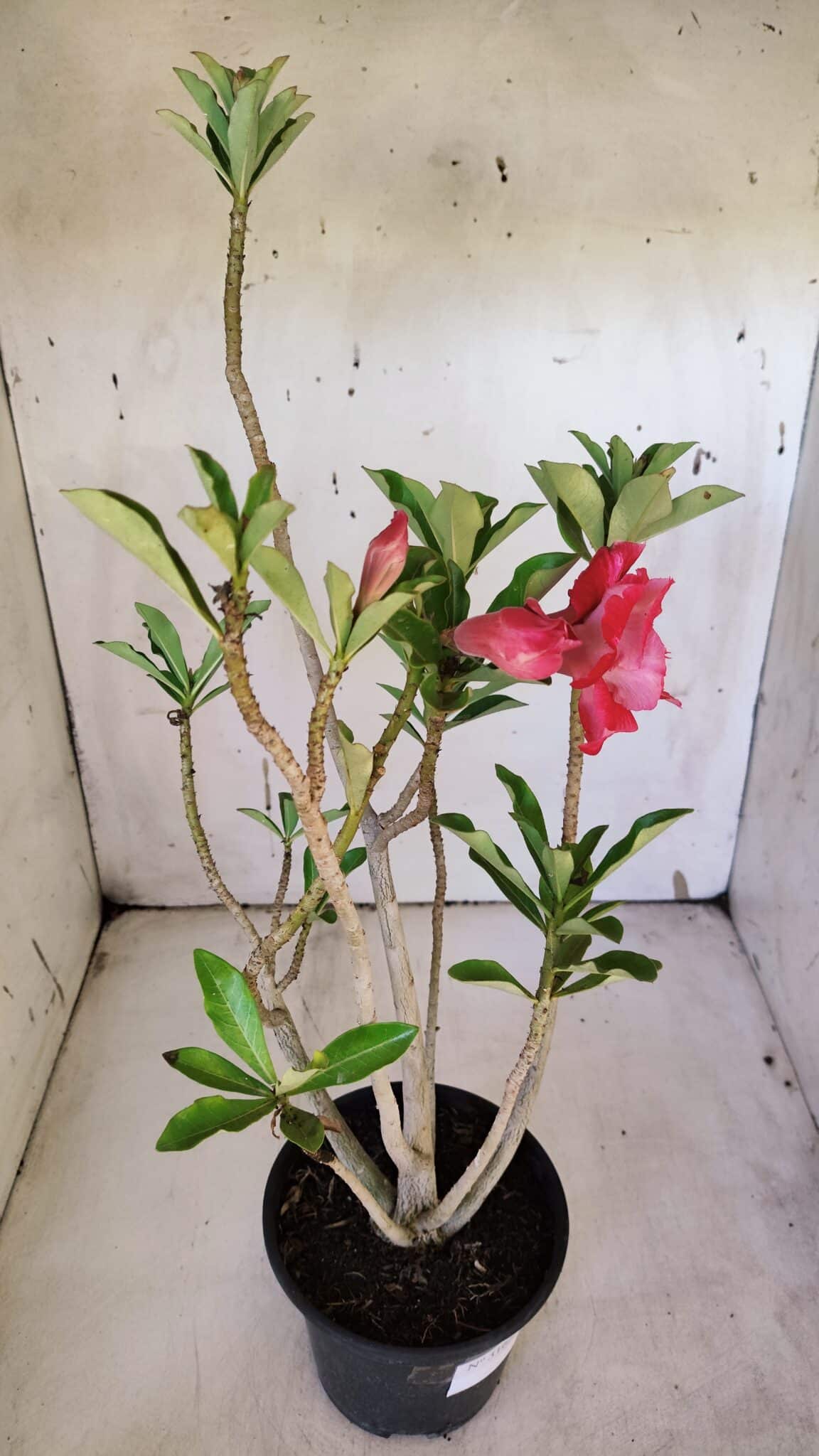 Planta Dobrada 3162 – 35cm – 03 anos