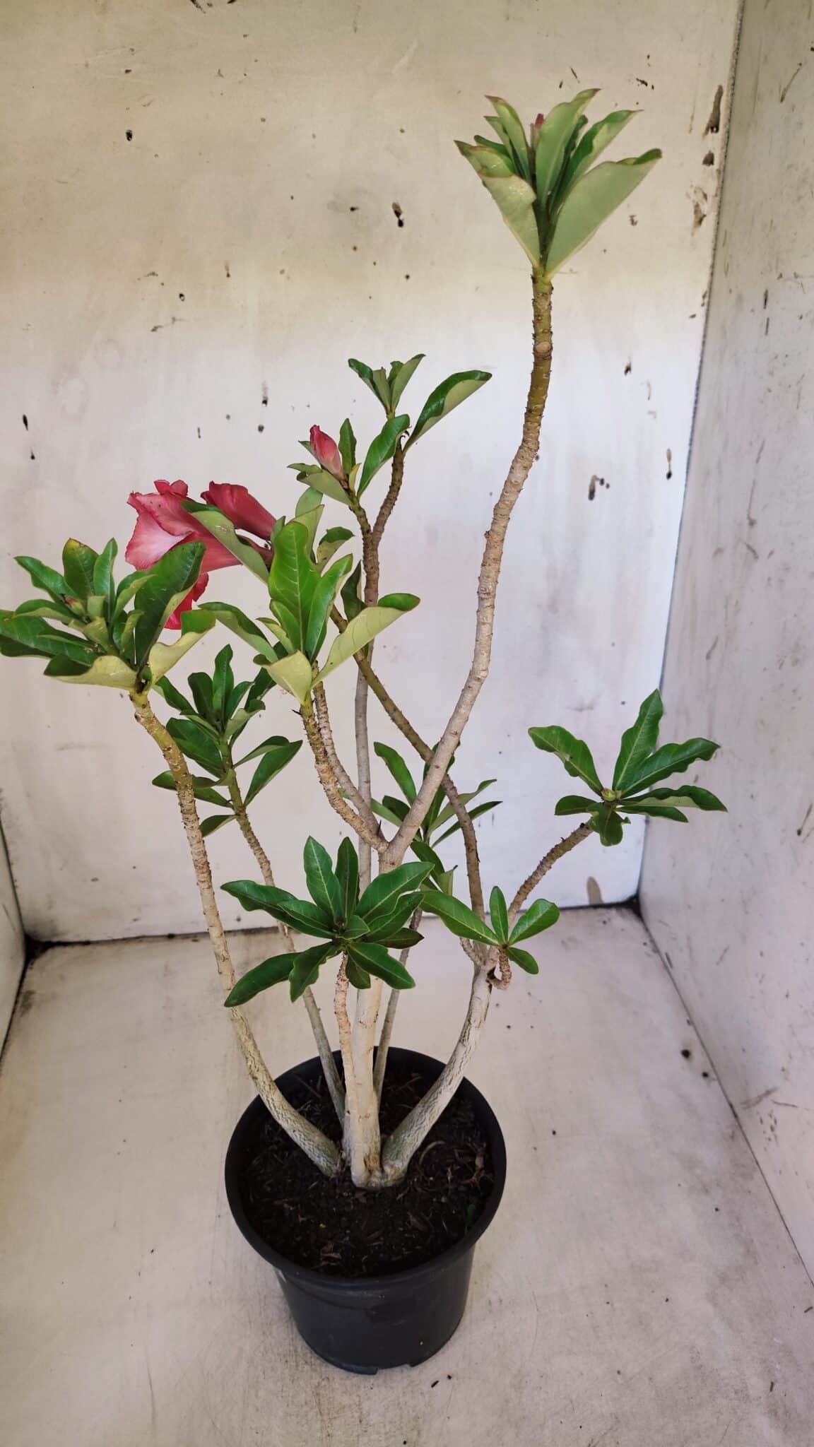 Planta Dobrada 3162 – 35cm – 03 anos