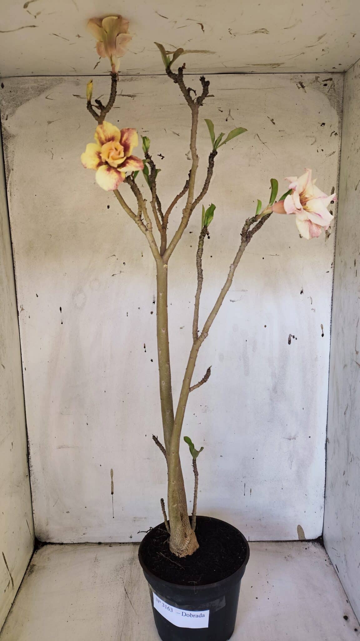 Planta Dobrada 3163 – 40cm – 03 anos