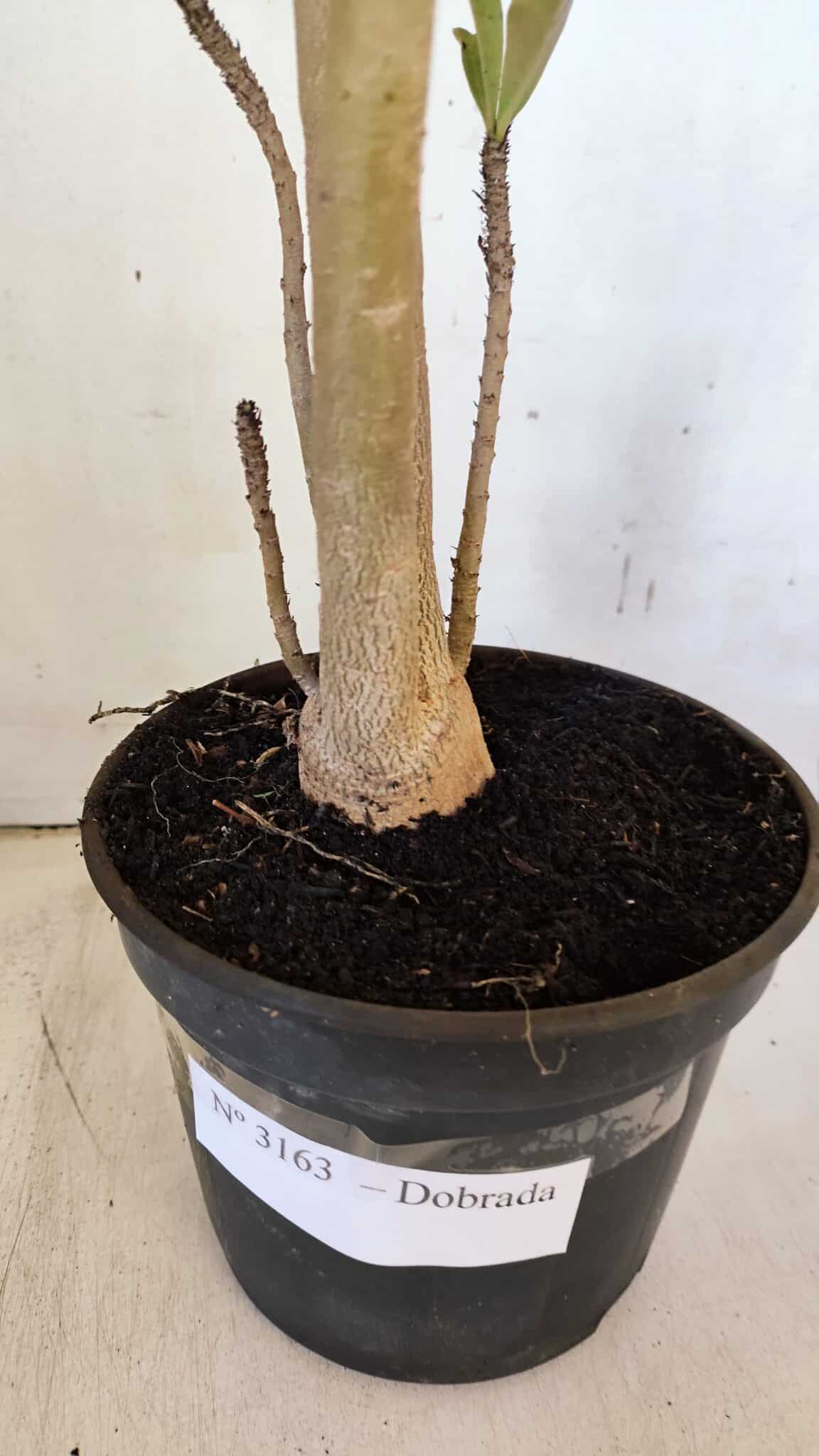 Planta Dobrada 3163 – 40cm – 03 anos
