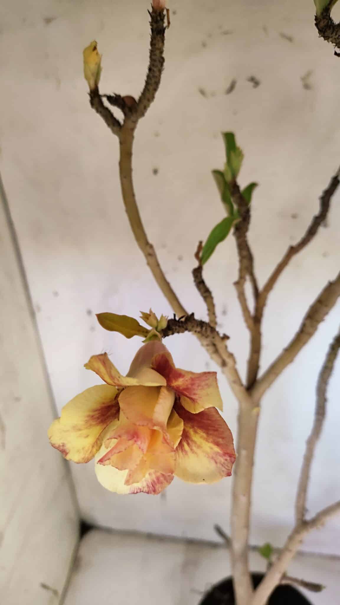 Planta Dobrada 3163 – 40cm – 03 anos