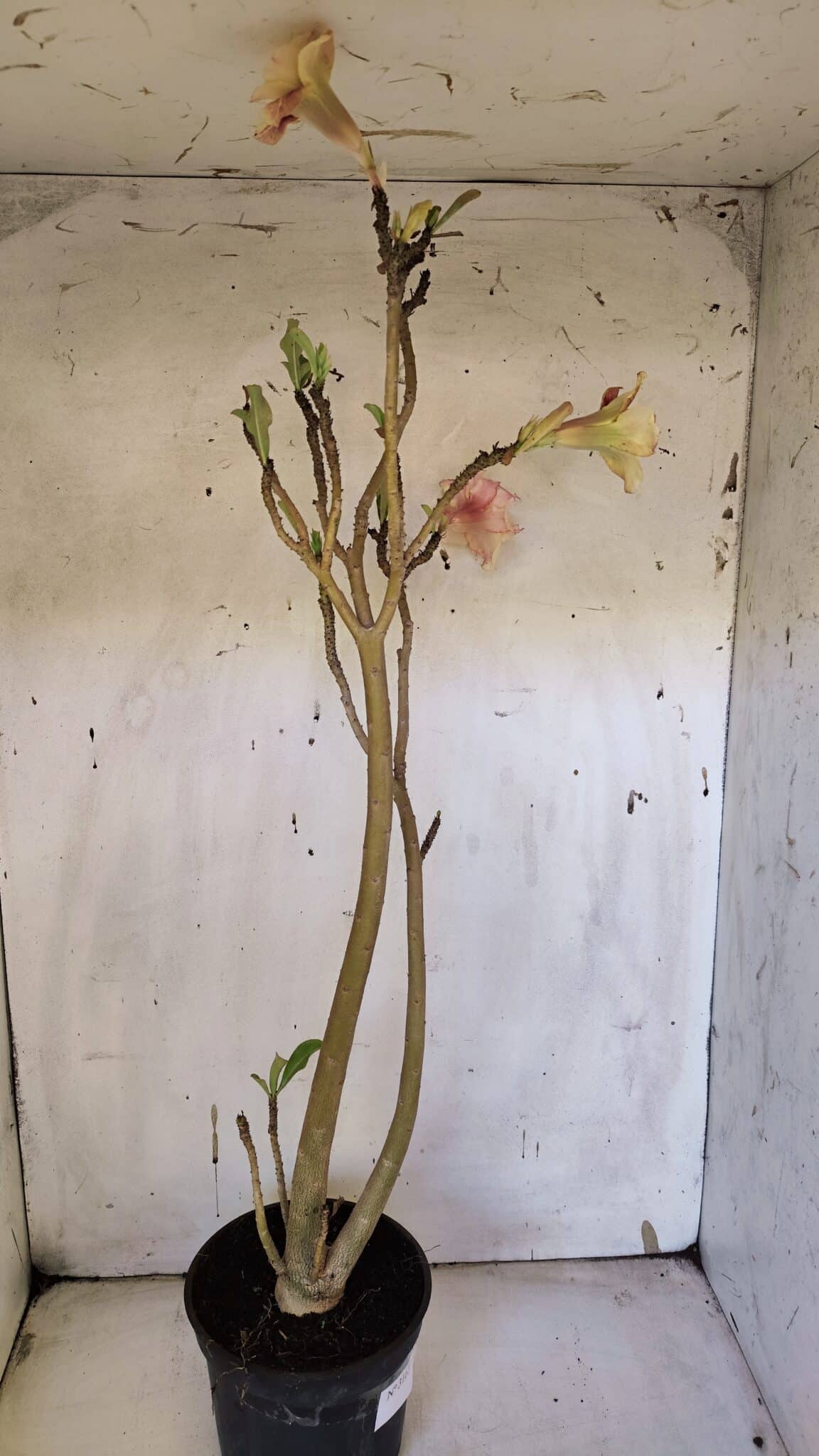 Planta Dobrada 3163 – 40cm – 03 anos