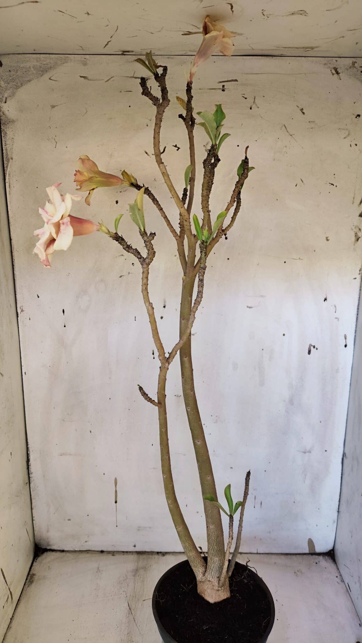 Planta Dobrada 3163 – 40cm – 03 anos