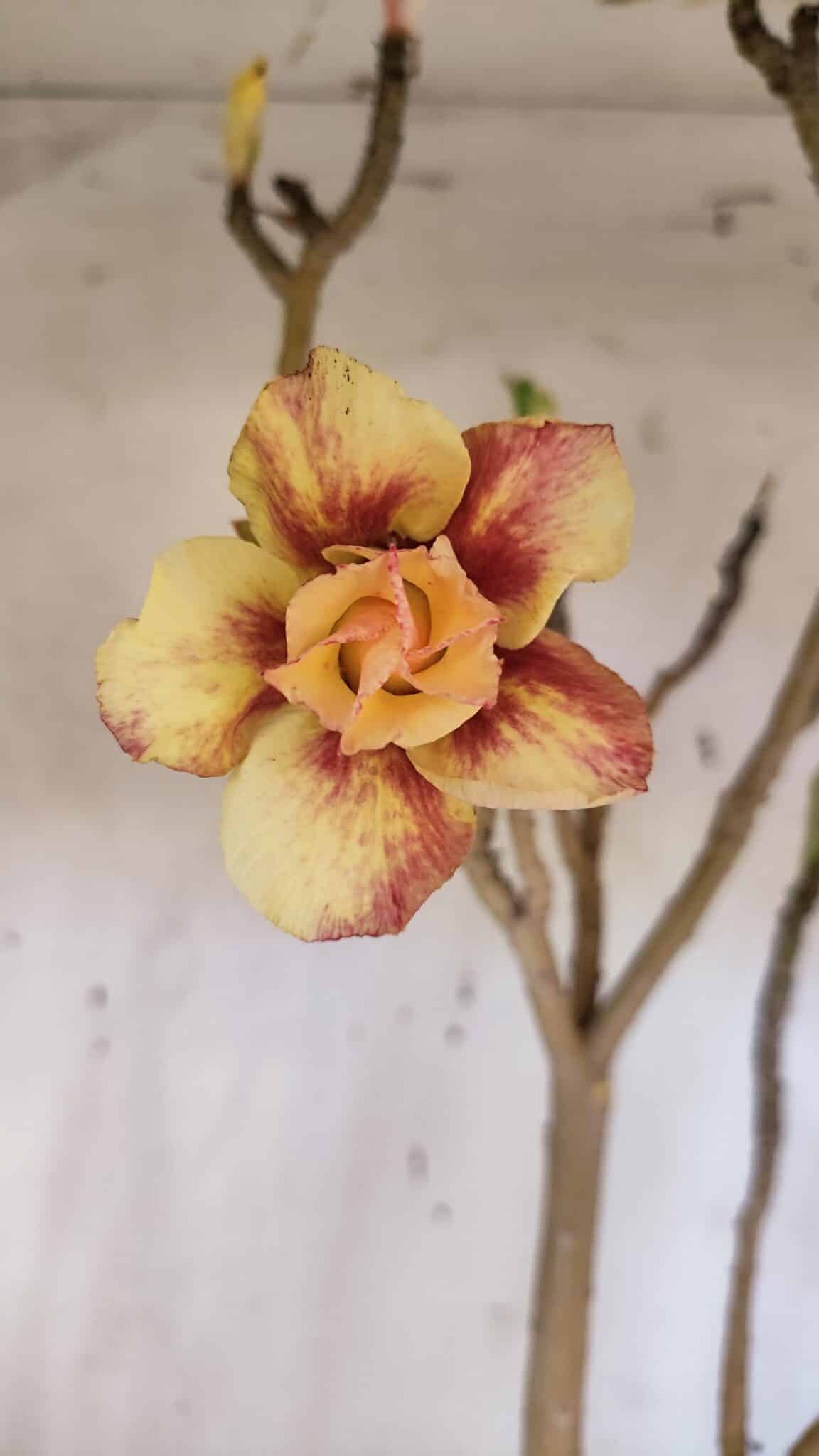 Planta Dobrada 3163 – 40cm – 03 anos