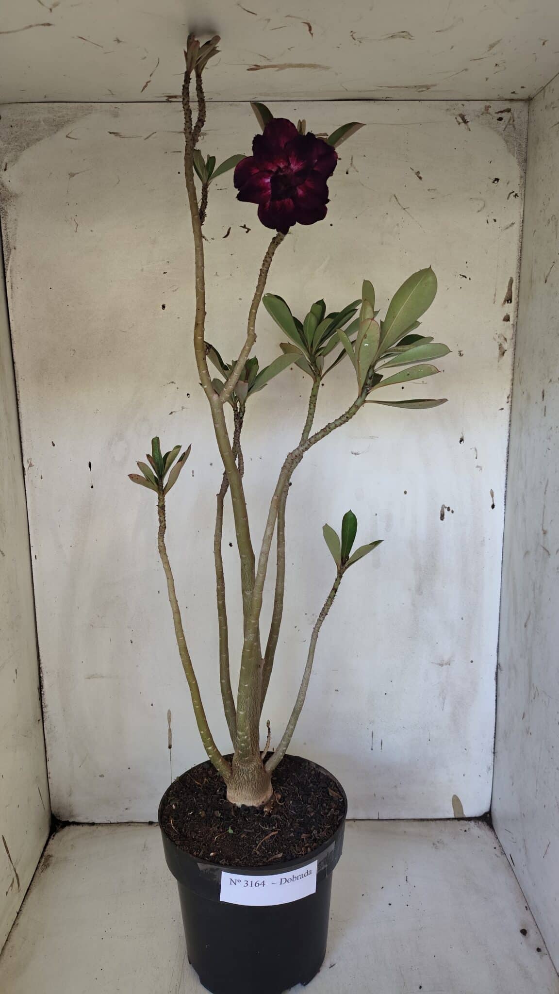 Planta Dobrada 3164 – 55cm – 04 anos