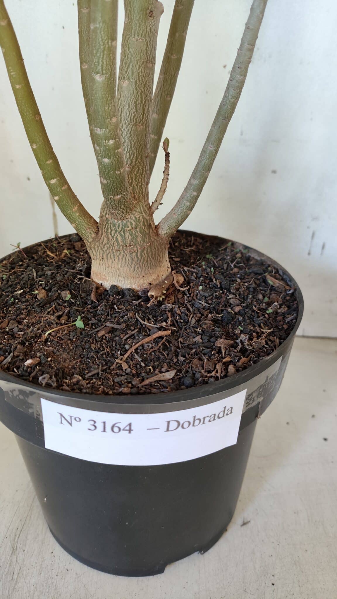 Planta Dobrada 3164 – 55cm – 04 anos