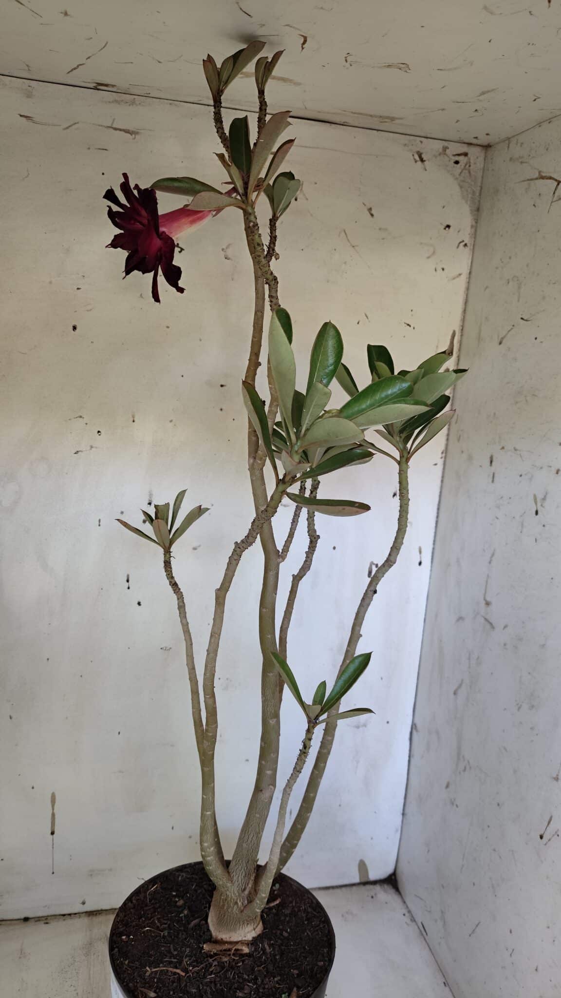 Planta Dobrada 3164 – 55cm – 04 anos
