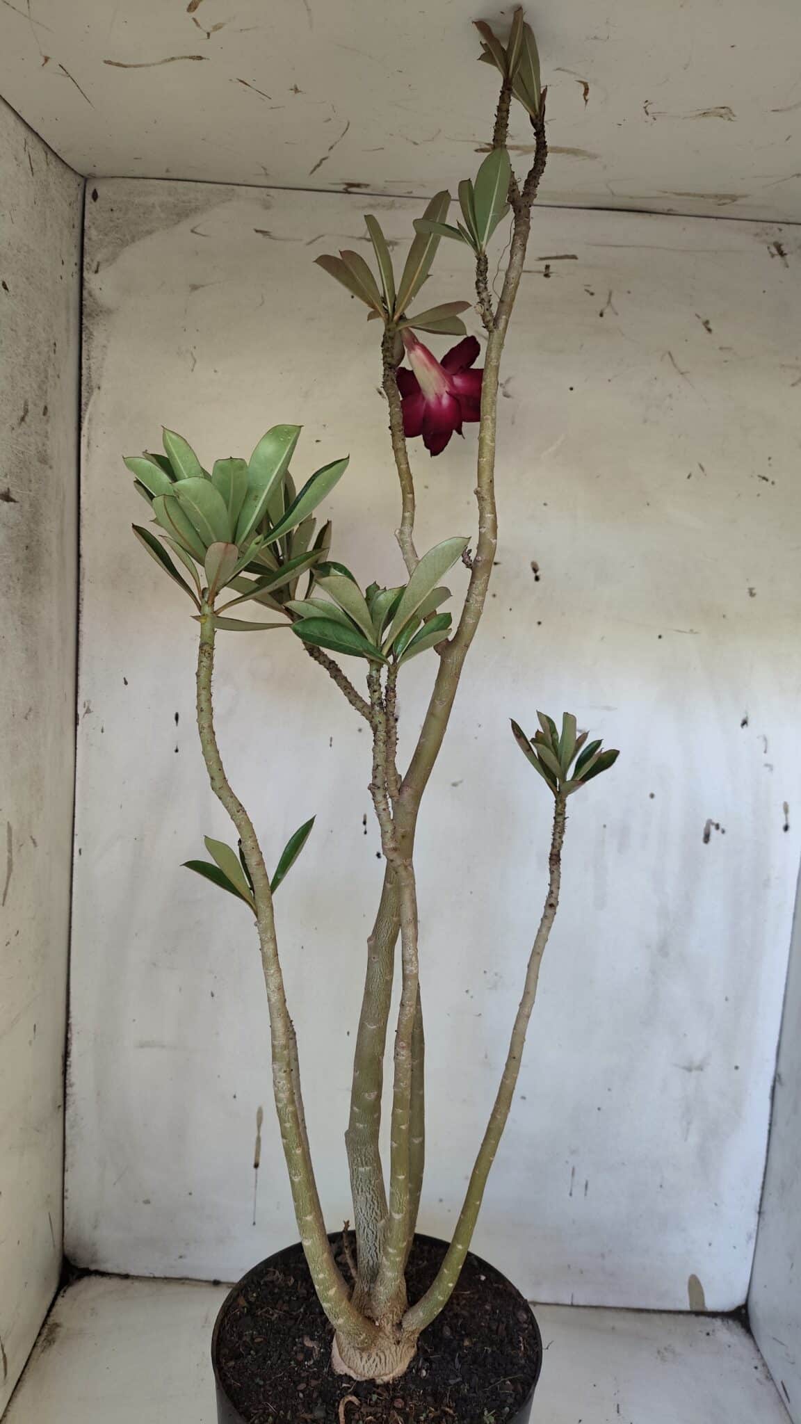 Planta Dobrada 3164 – 55cm – 04 anos