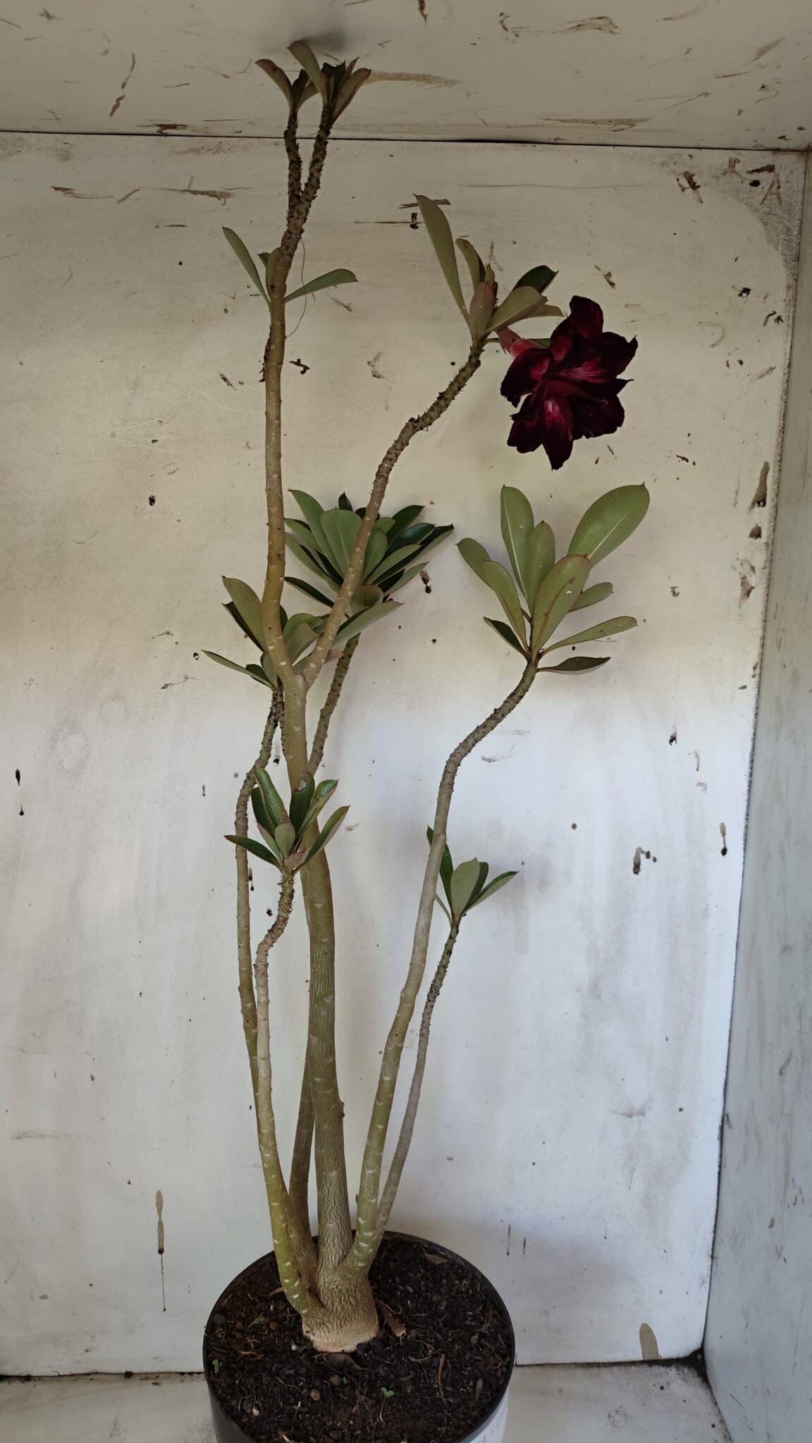 Planta Dobrada 3164 – 55cm – 04 anos