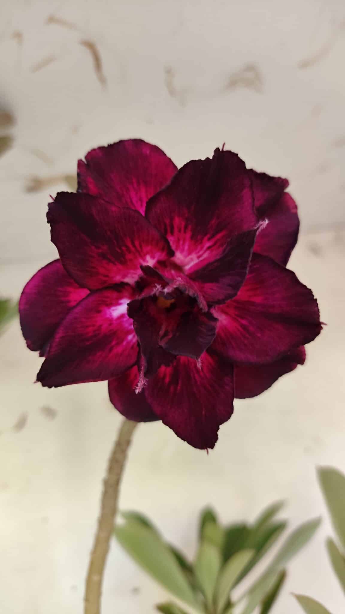 Planta Dobrada 3164 – 55cm – 04 anos