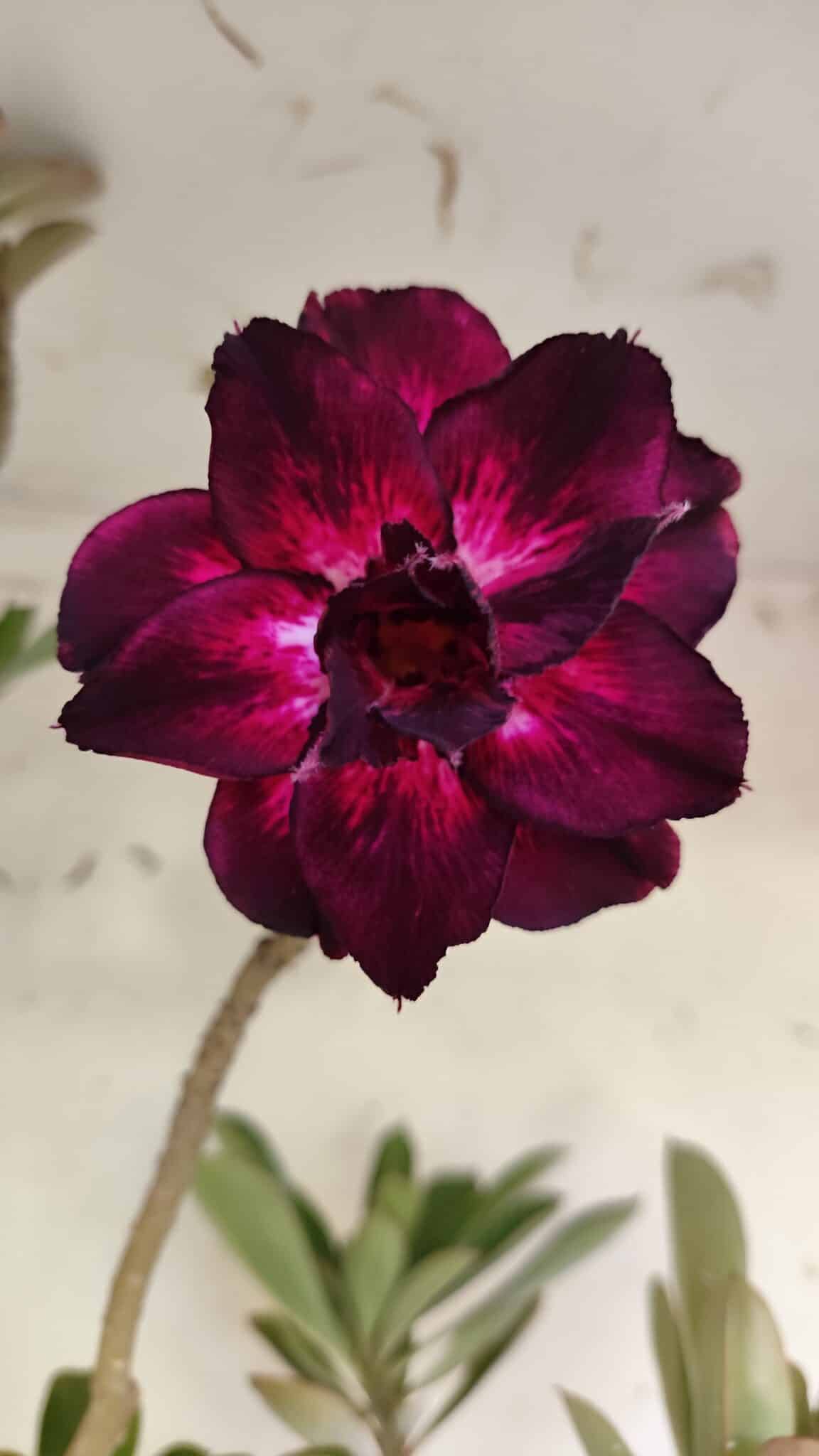 Planta Dobrada 3164 – 55cm – 04 anos