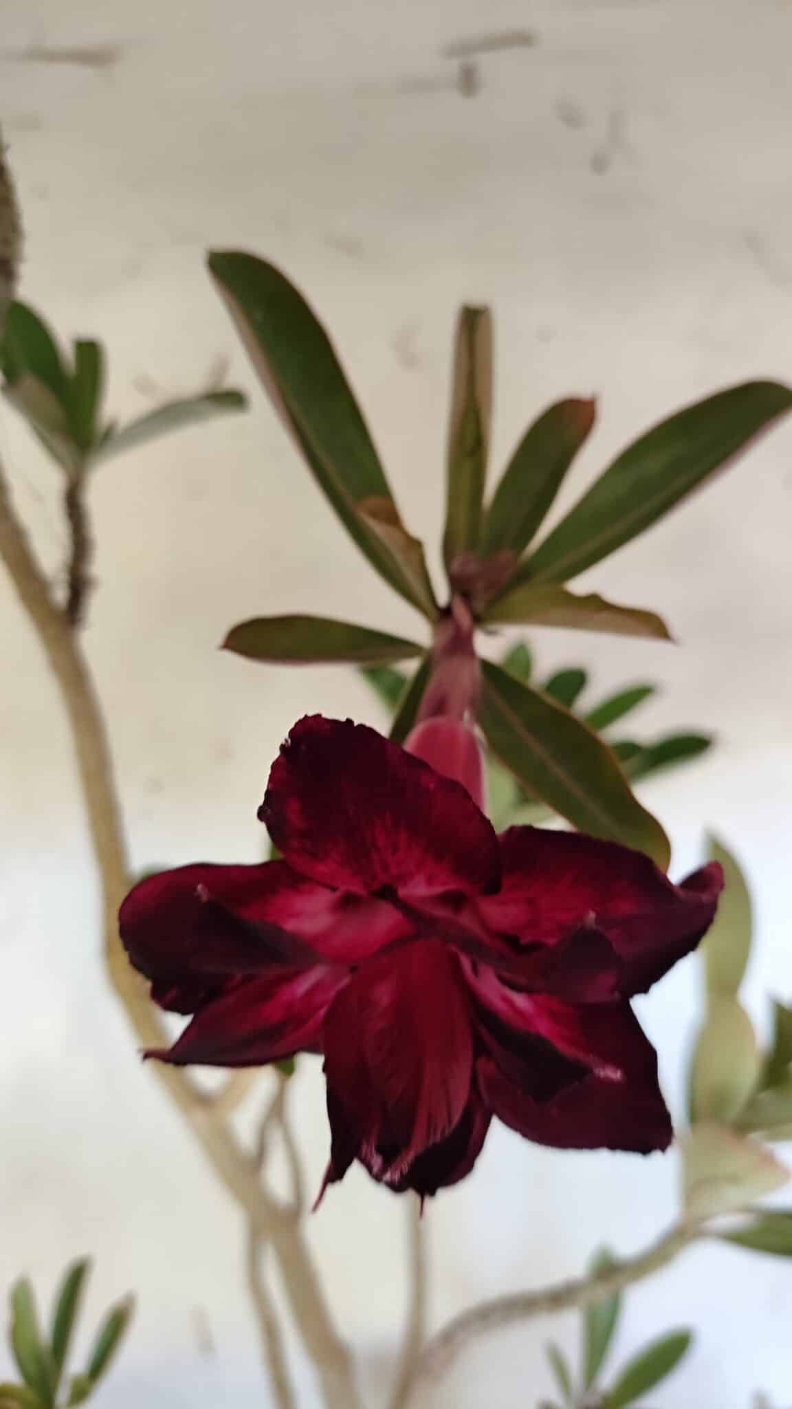 Planta Dobrada 3164 – 55cm – 04 anos