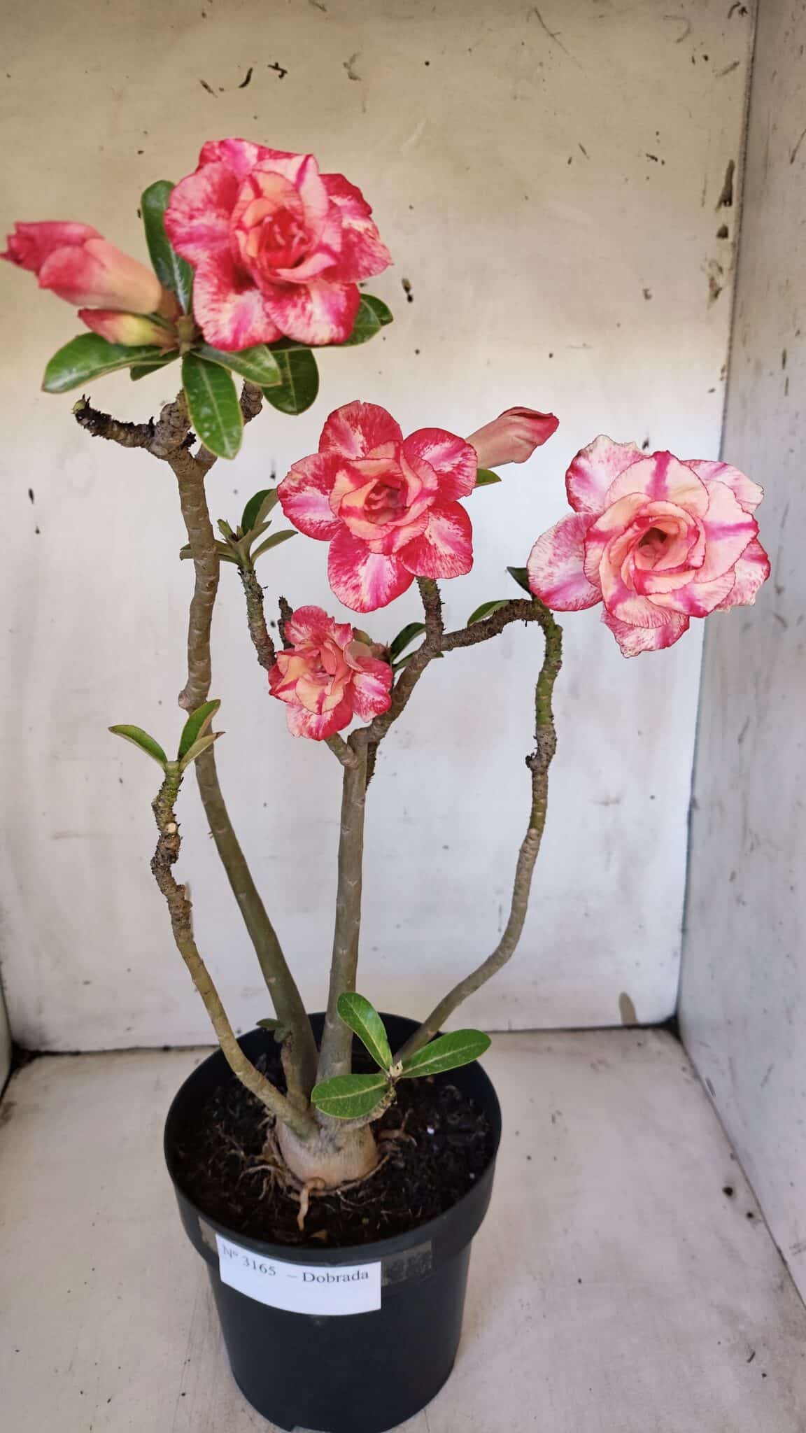Planta Dobrada 3165 – 45cm – 03 anos