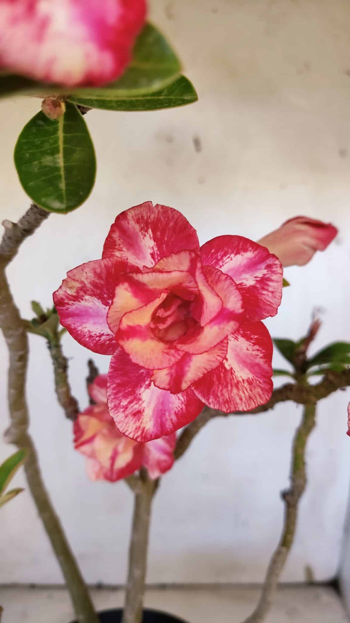 Planta Dobrada 3165 – 45cm – 03 anos