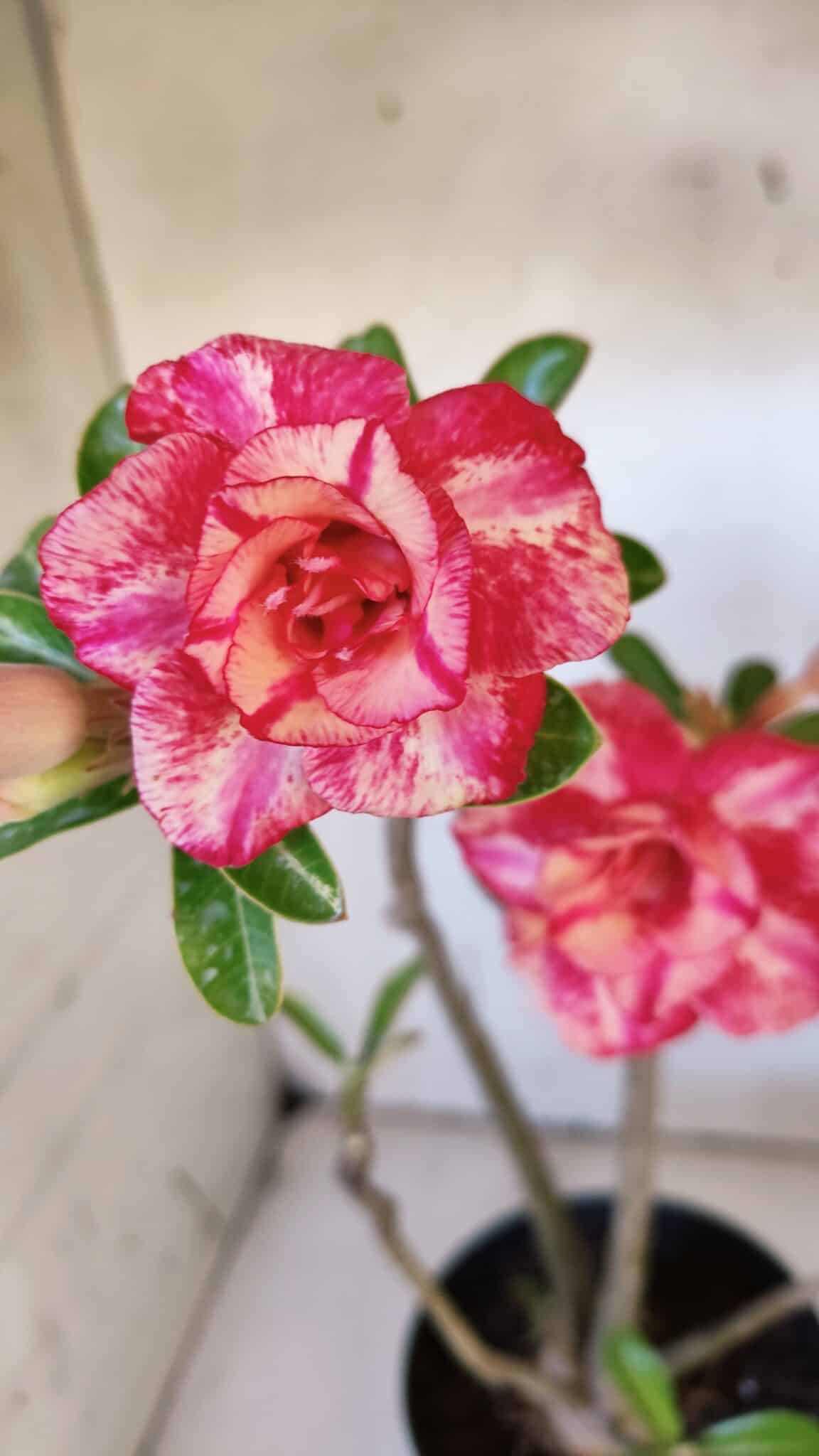 Planta Dobrada 3165 – 45cm – 03 anos