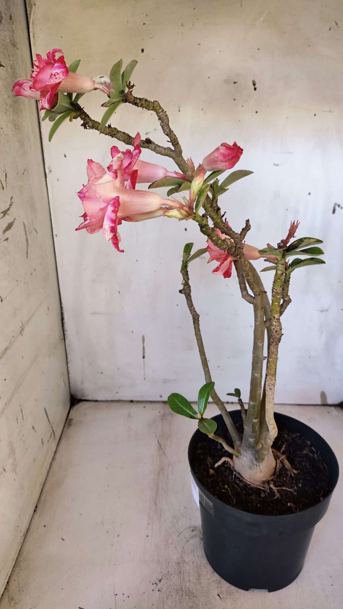 Planta Dobrada 3165 – 45cm – 03 anos