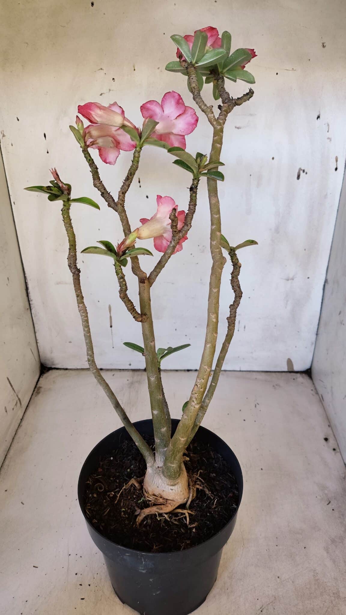 Planta Dobrada 3165 – 45cm – 03 anos