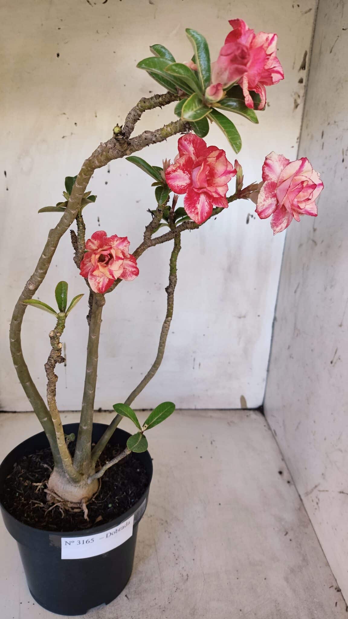 Planta Dobrada 3165 – 45cm – 03 anos