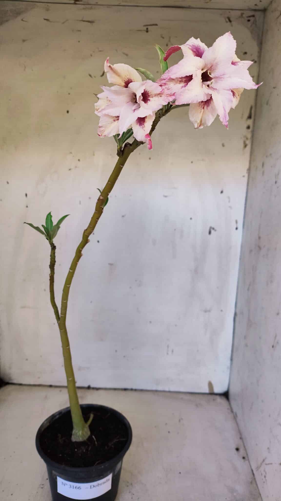 Planta Dobrada 3166 – 35cm – 03 anos