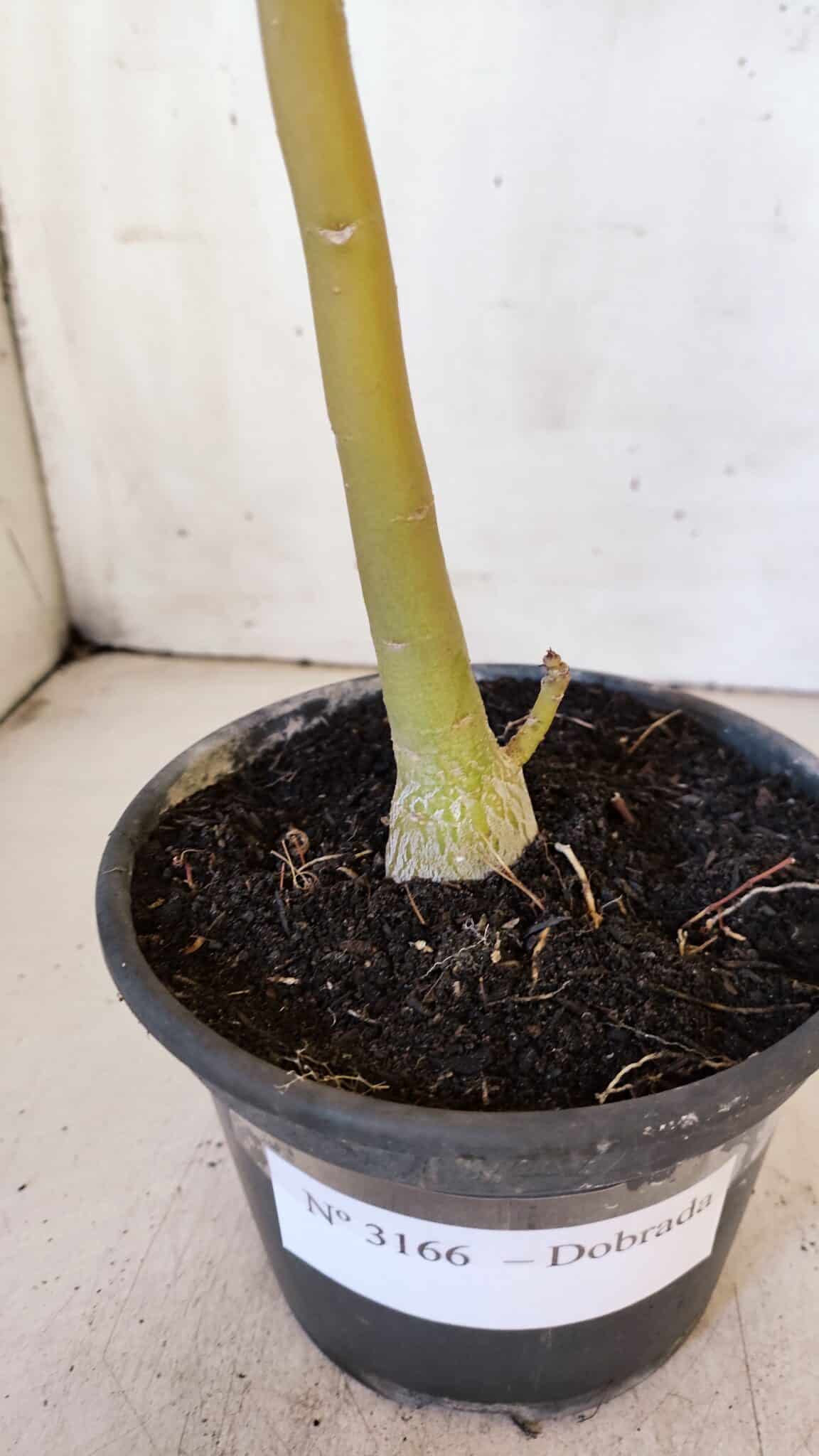 Planta Dobrada 3166 – 35cm – 03 anos