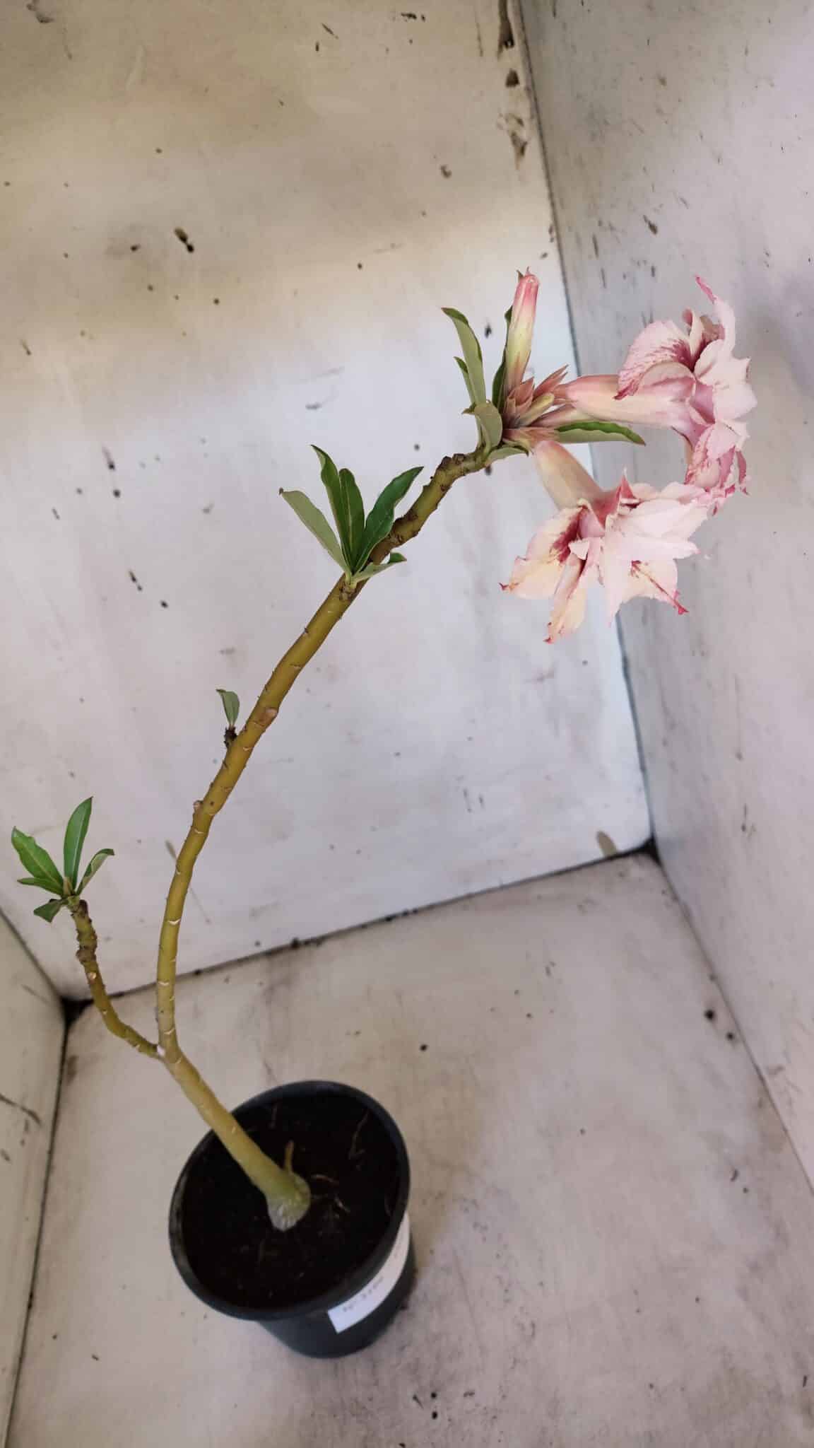 Planta Dobrada 3166 – 35cm – 03 anos
