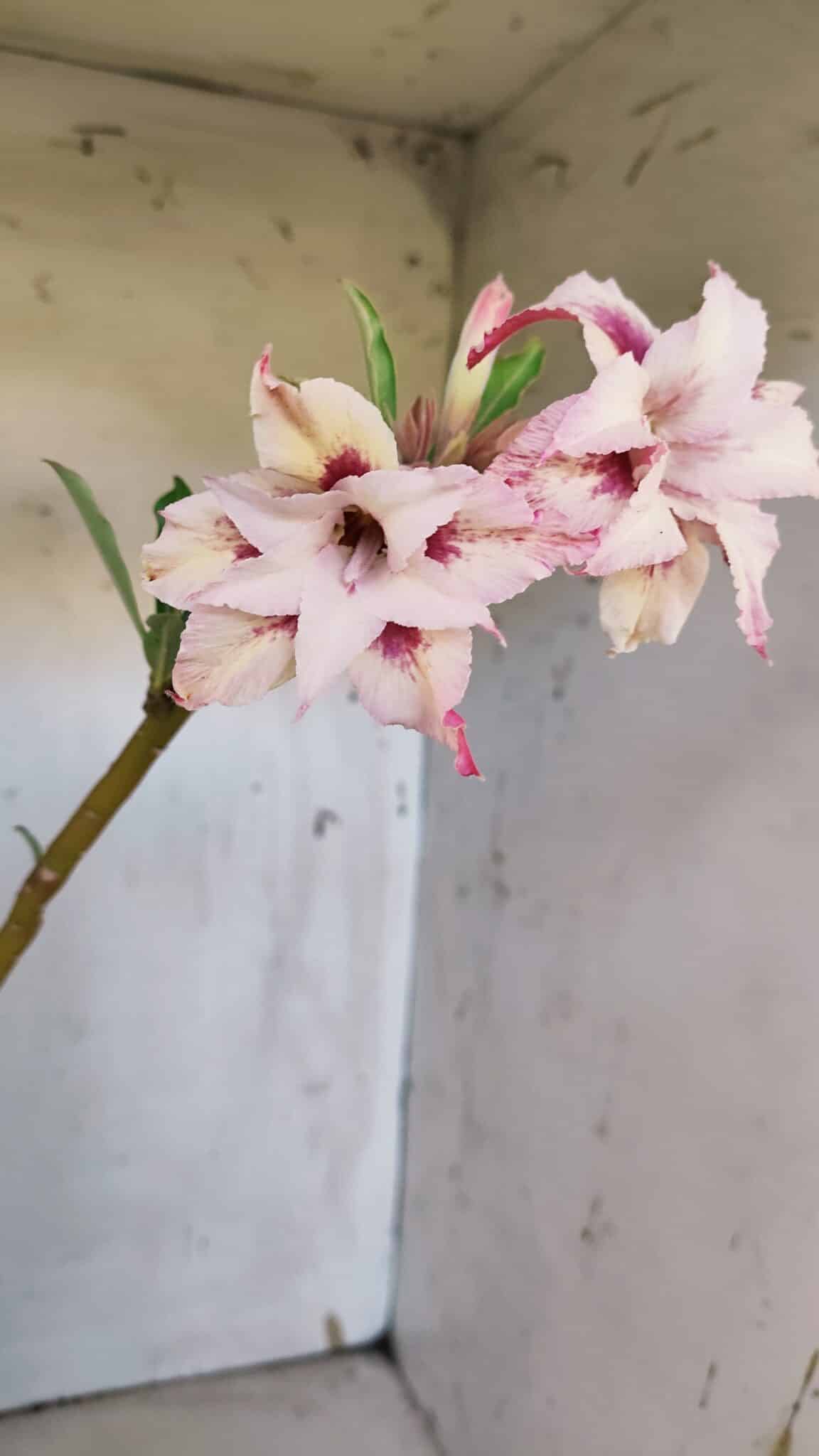 Planta Dobrada 3166 – 35cm – 03 anos