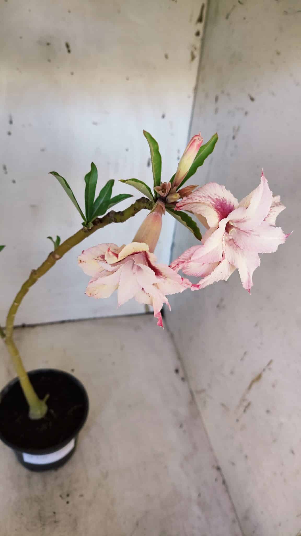 Planta Dobrada 3166 – 35cm – 03 anos